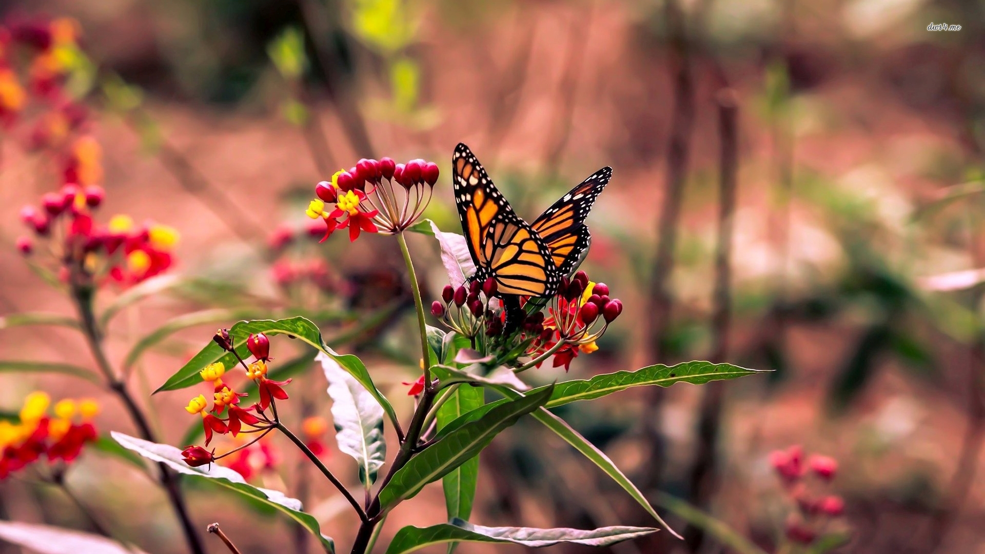 Monarch Butterfly - HD Wallpaper 