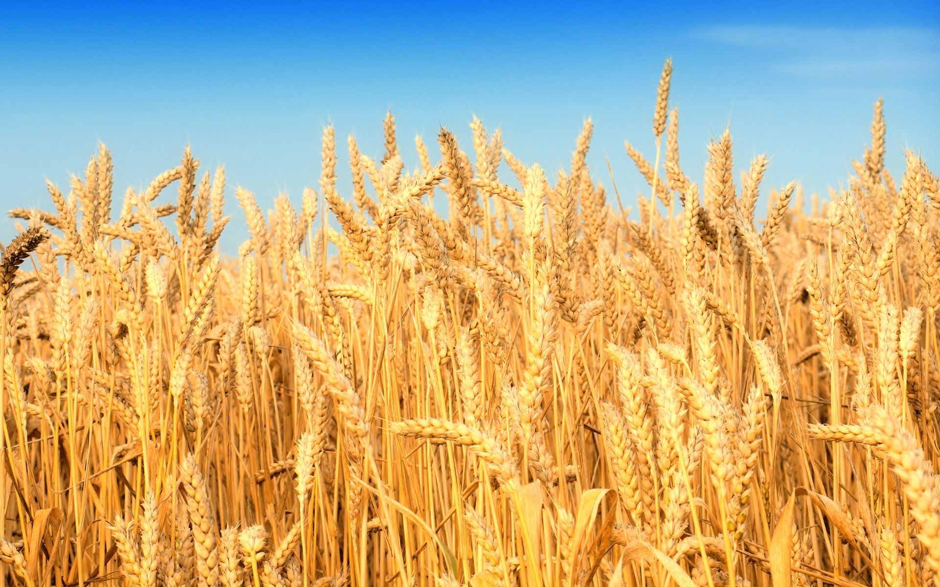 rabi-crop-little-red-hen-wheat-1920x1200-wallpaper-teahub-io