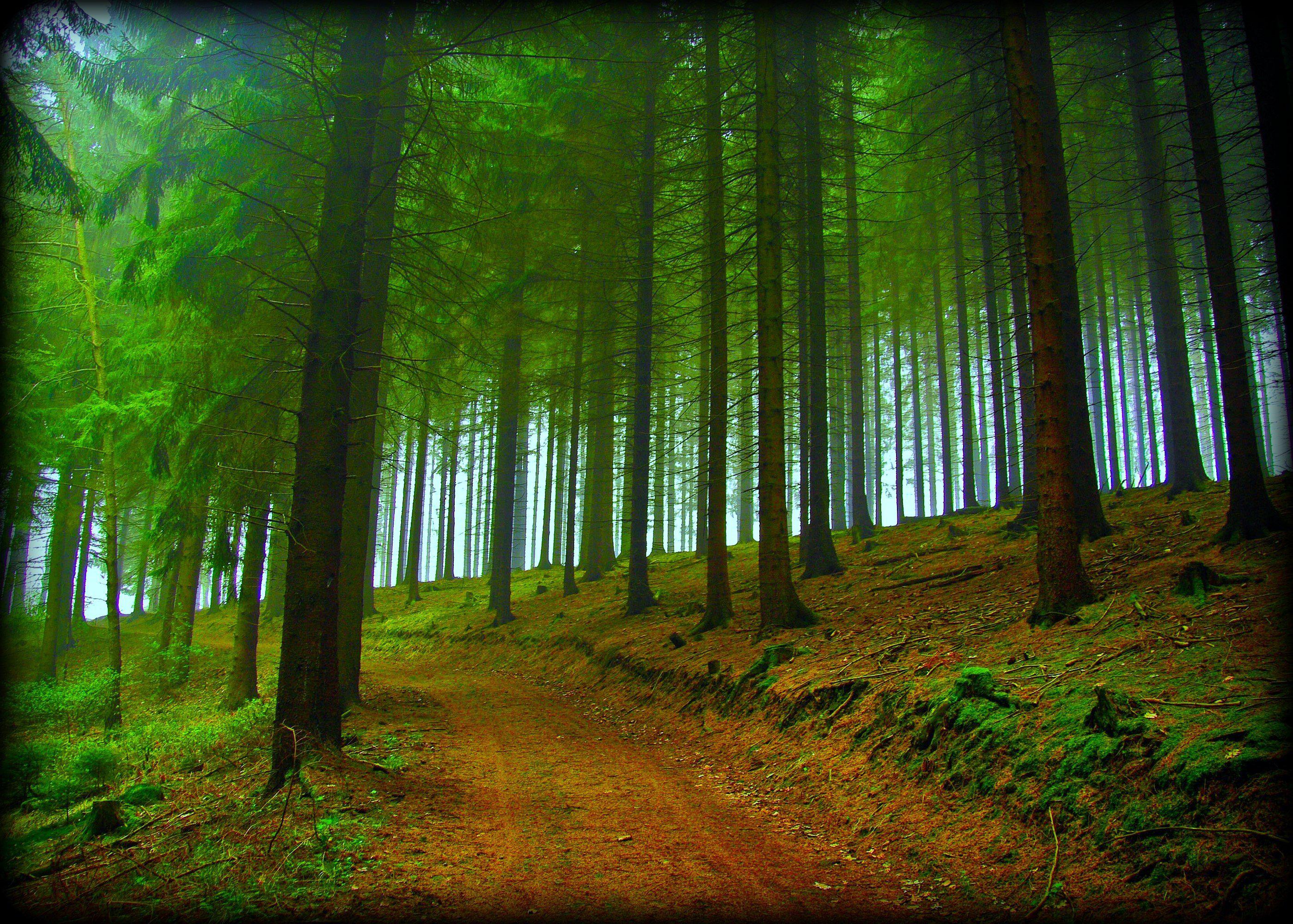 Hd Forest Trees Road Nature Fog Free Desktop Background - Tree Forest Hd Background - HD Wallpaper 