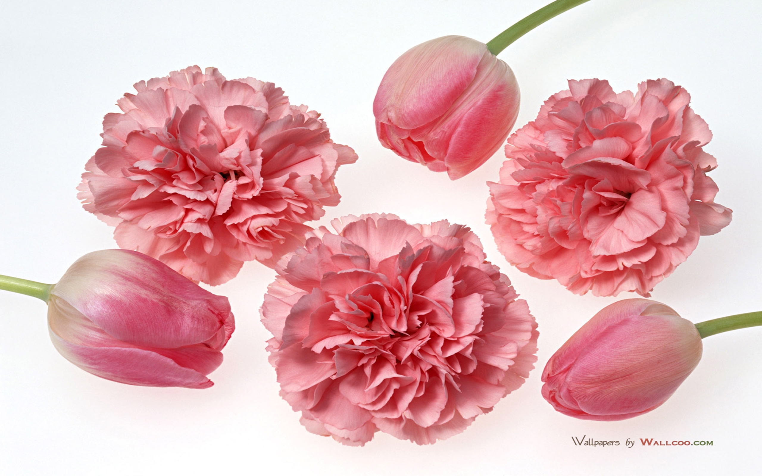 Carnation And Tulips - 2560x1600 Wallpaper - teahub.io