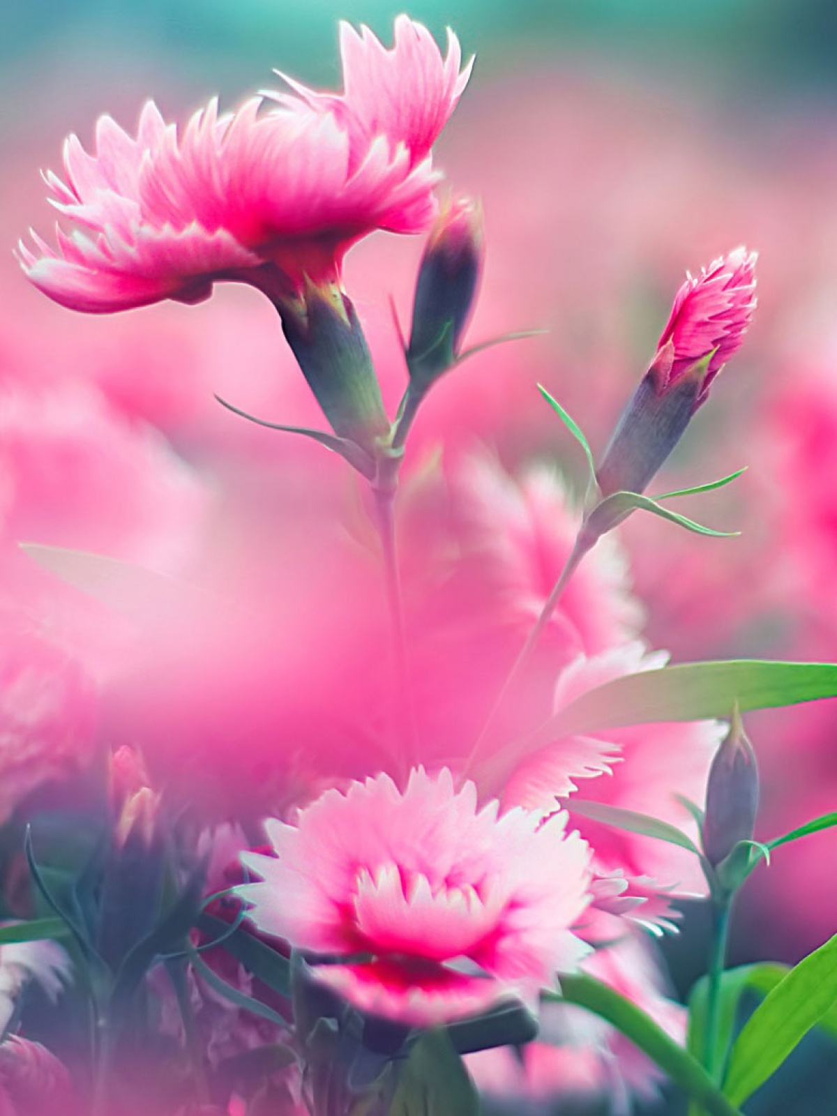 Carnation Flower Wallpaper For Android - 1200x1600 Wallpaper - teahub.io