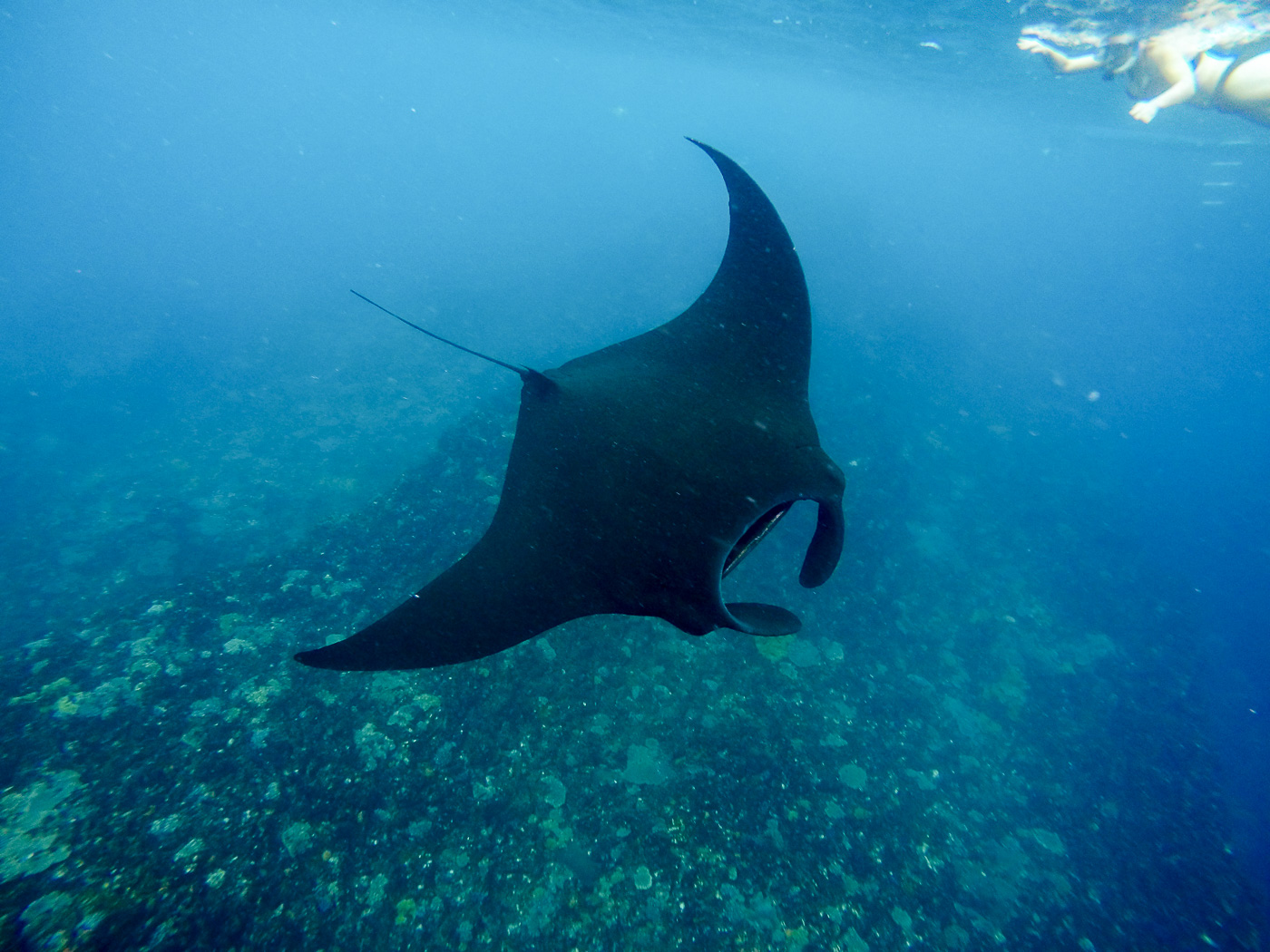 Manta Bay Nusa Lembongan X Wallpaper Teahub Io