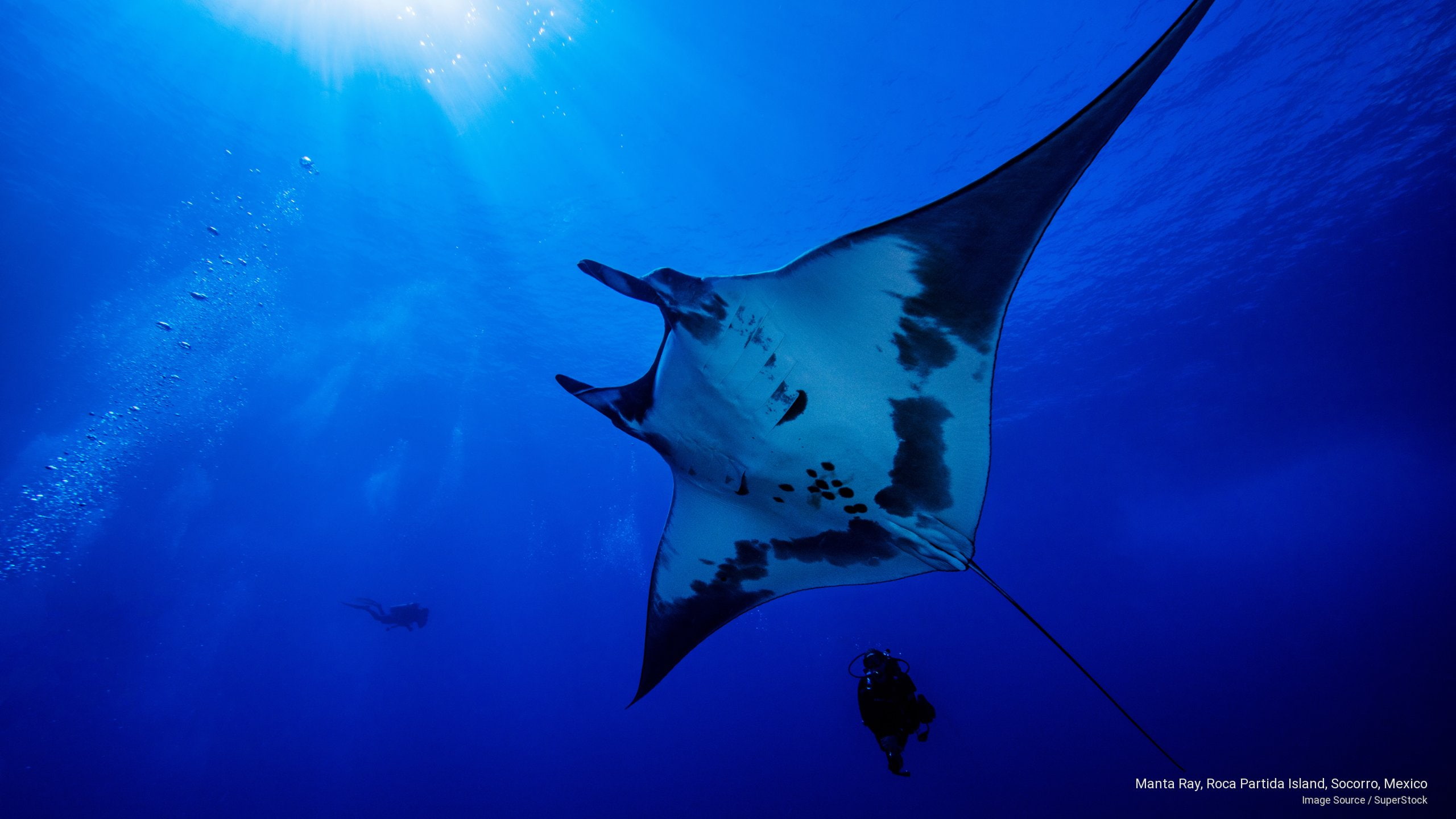 Free Photo Manta Ray - 2560x1440 Wallpaper - teahub.io