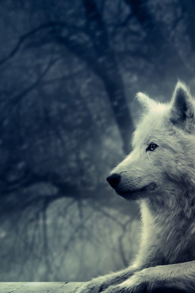 Wolf Background For Iphone - HD Wallpaper 