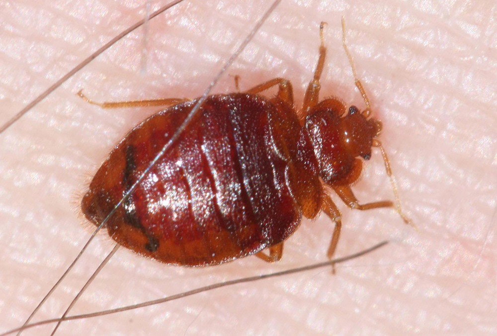 Bed Bug Cockroach Bite - 1000x676 Wallpaper - teahub.io