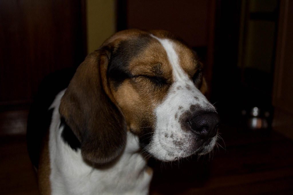 Beagle - 1024x683 Wallpaper - teahub.io