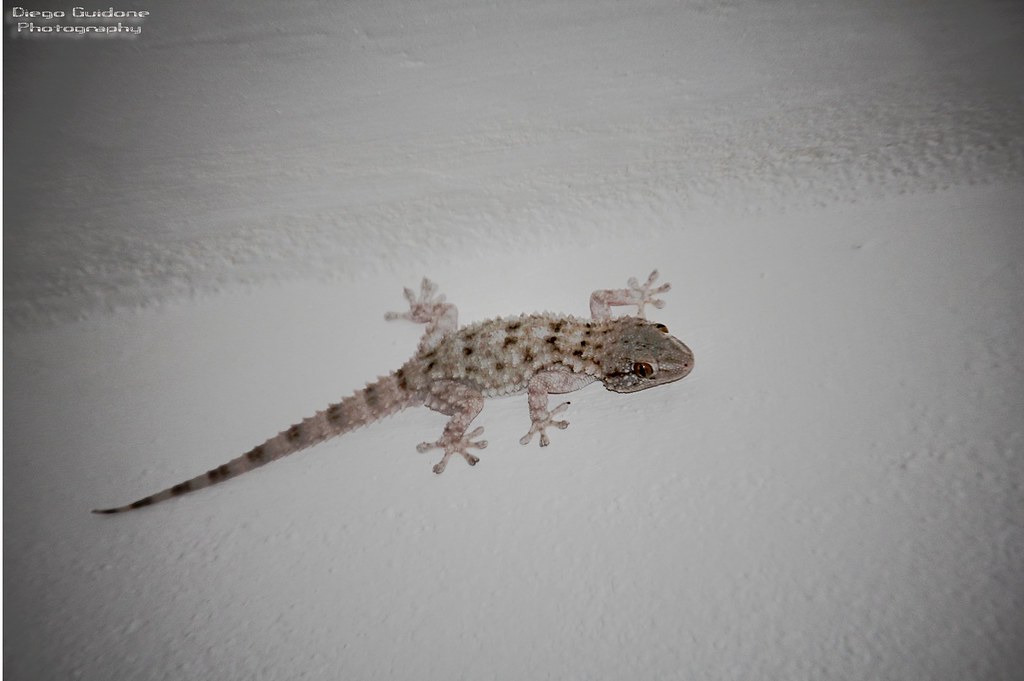 Turkish Gecko - 1024x681 Wallpaper - teahub.io