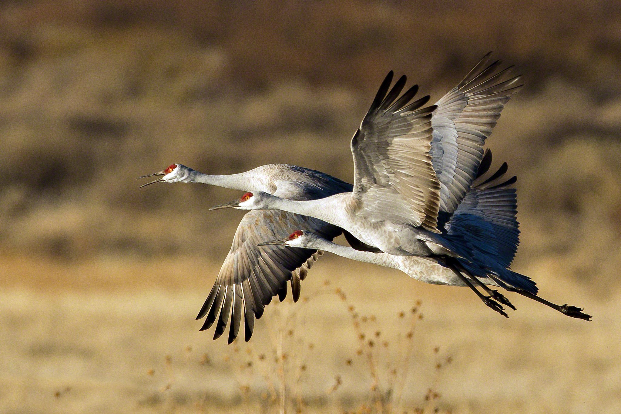 Stork Wallpaper - 2048x1366 Wallpaper - teahub.io