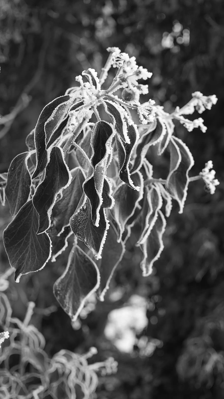 Nature, Ivy, Frost, Tagged, Climber, Plant, Beauty - Monochrome - HD Wallpaper 
