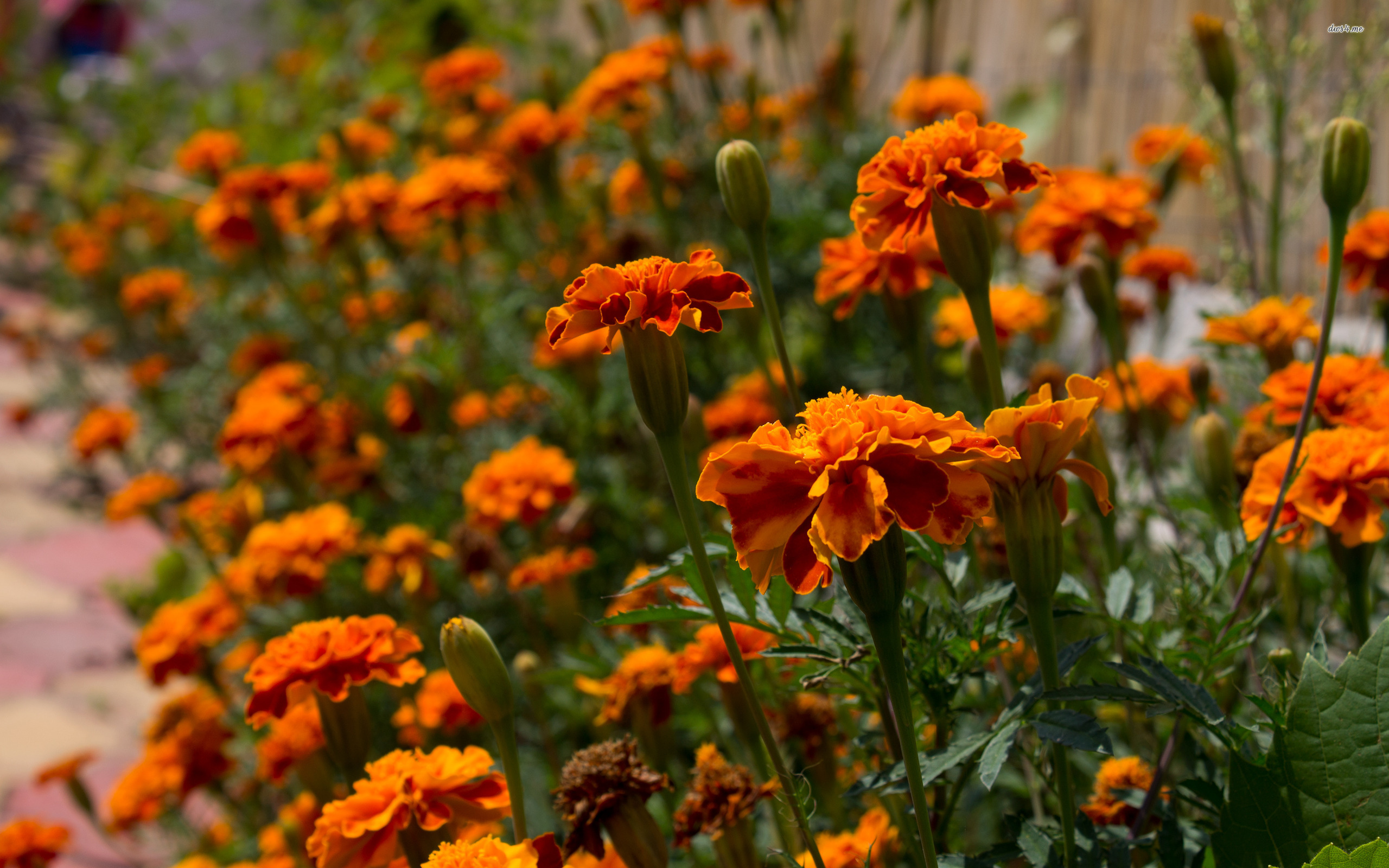 Marigold - 2560x1600 Wallpaper - teahub.io