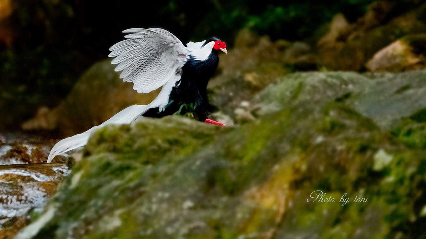 Fondo De Pantalla De Fotos De Animales De Faisán Plateado - Fondos De Pantalla  Gallos Finos - 1366x768 Wallpaper - teahub.io