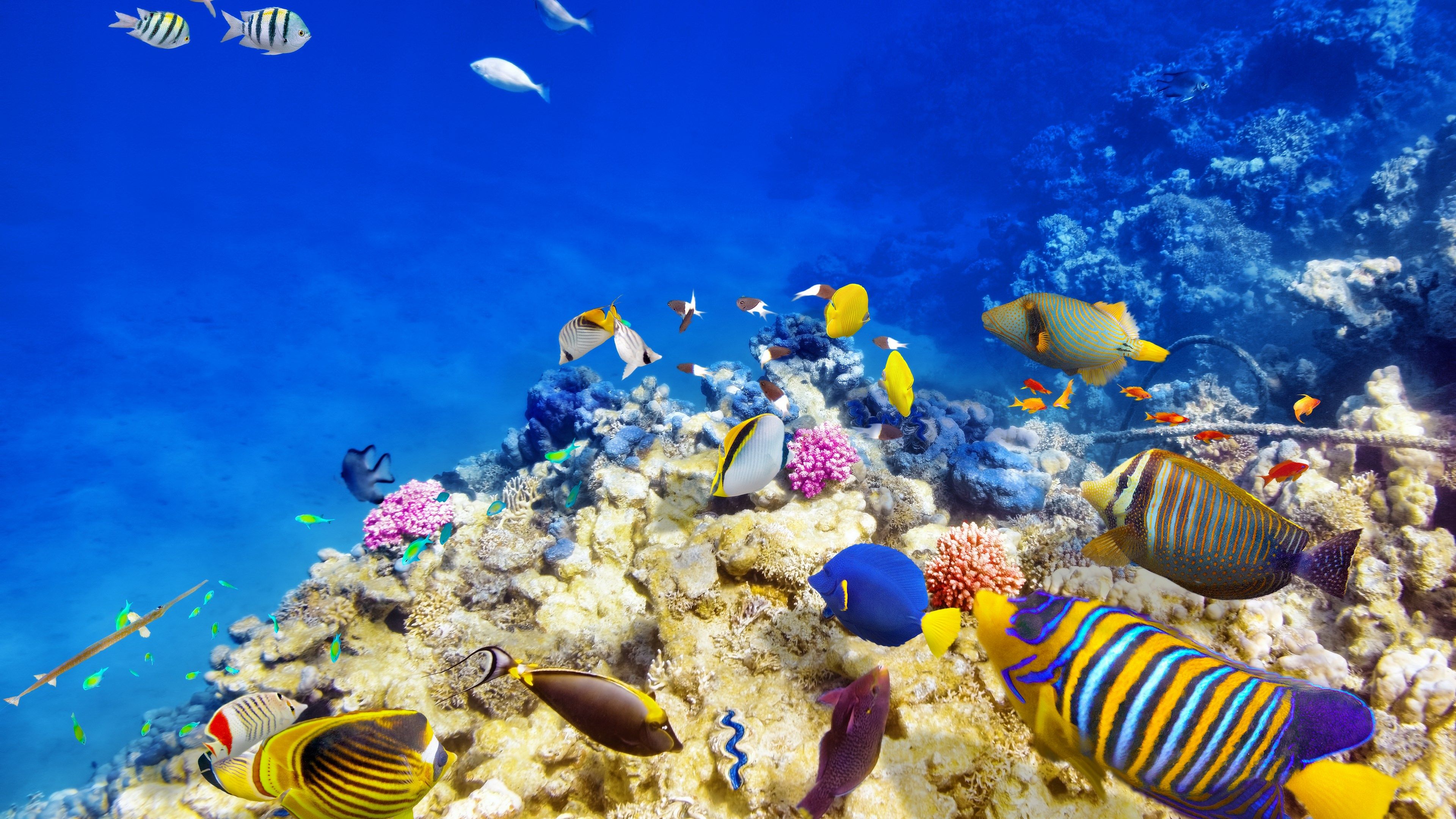 Belize Barrier Reef Fishes - 3840x2160 Wallpaper - teahub.io