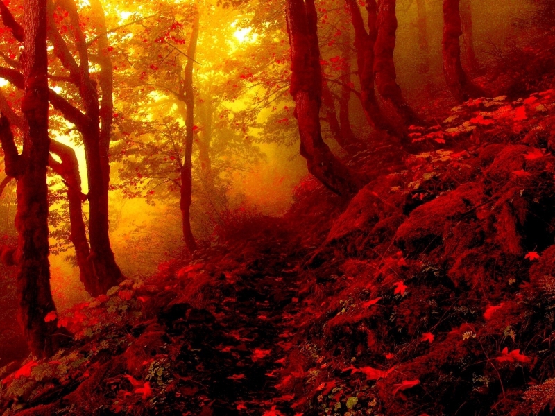 Forest Road Mist Autumn - 800x600 Wallpaper - teahub.io