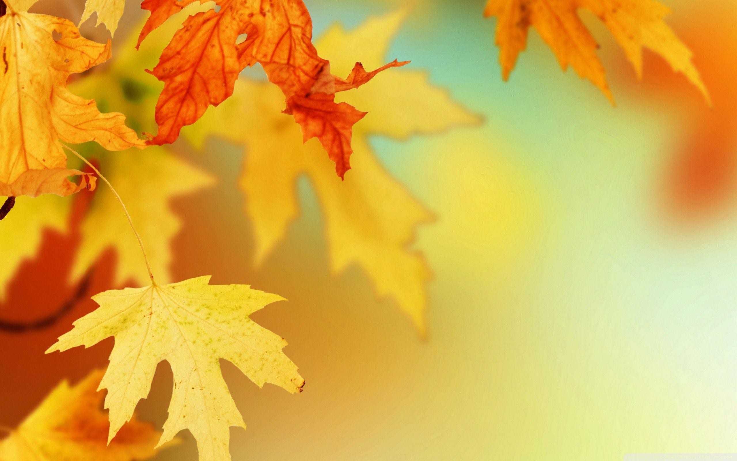 Wallpapers For > Fall Leaves Wallpaper Vector Data - Free Fall Leaves