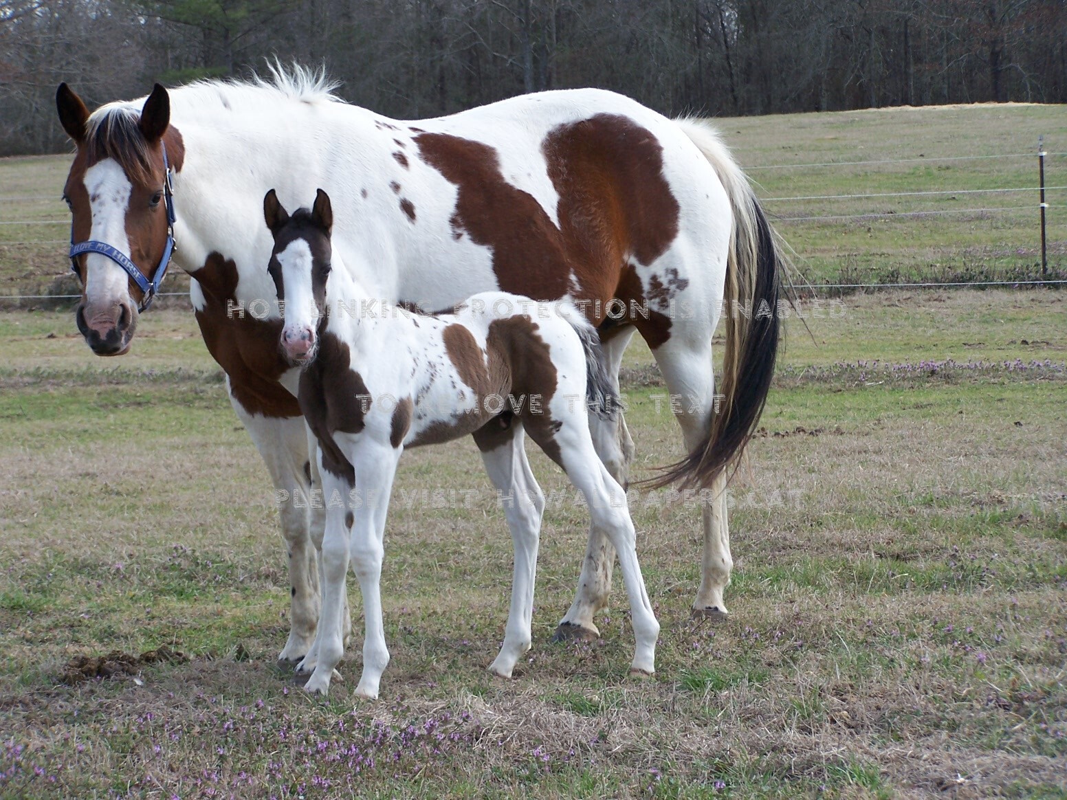 Beautiful Pair Tobiano Paint Mare Foal - Mane - HD Wallpaper 