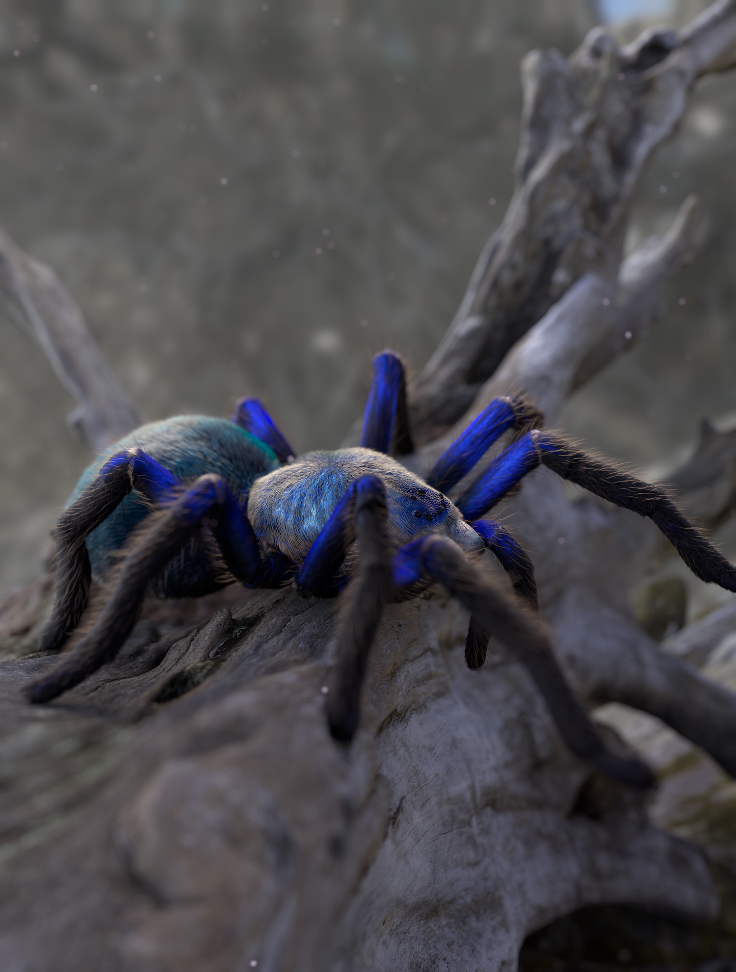 tarantula cobalt blue price