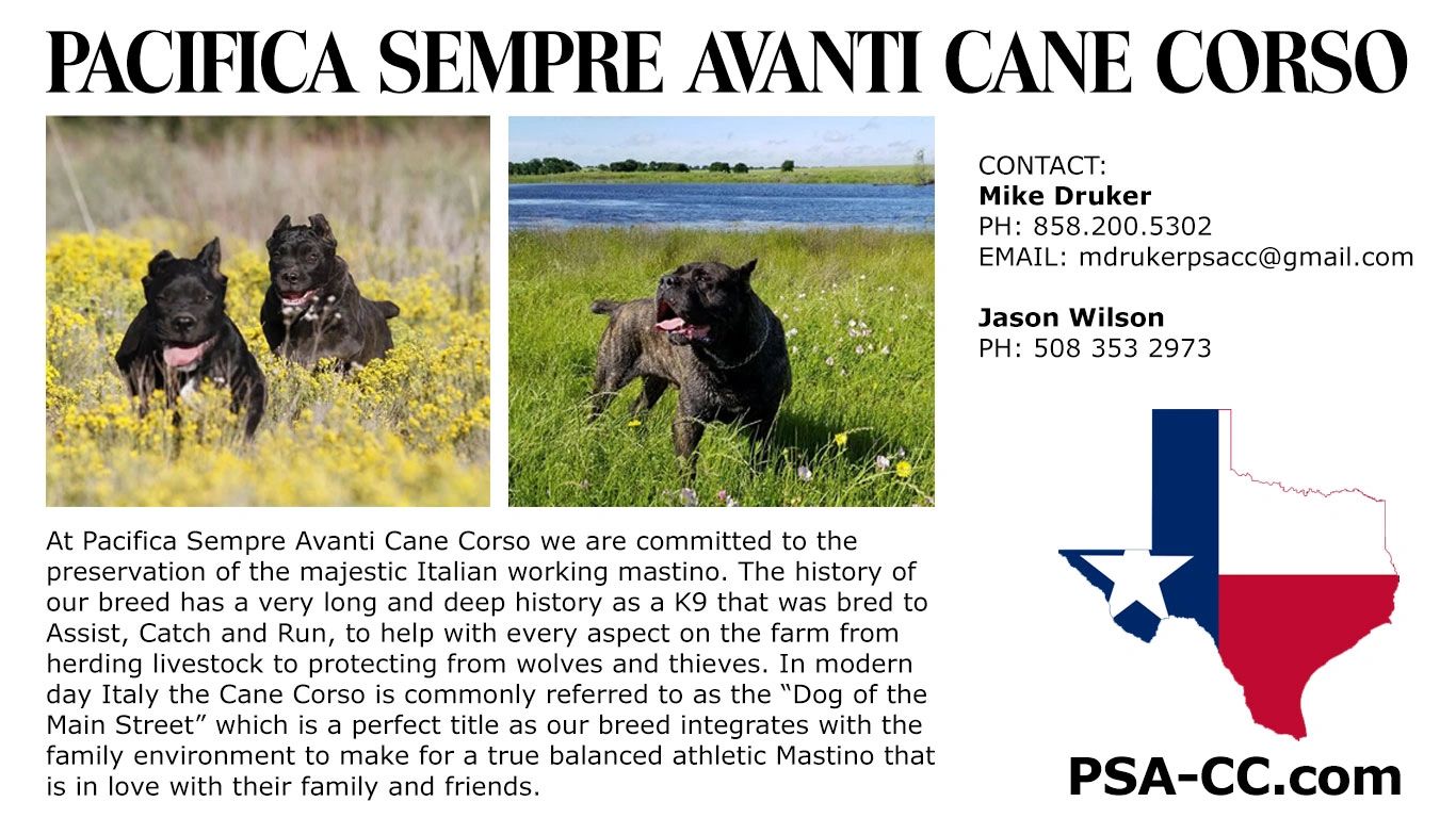 Cane Corso - HD Wallpaper 