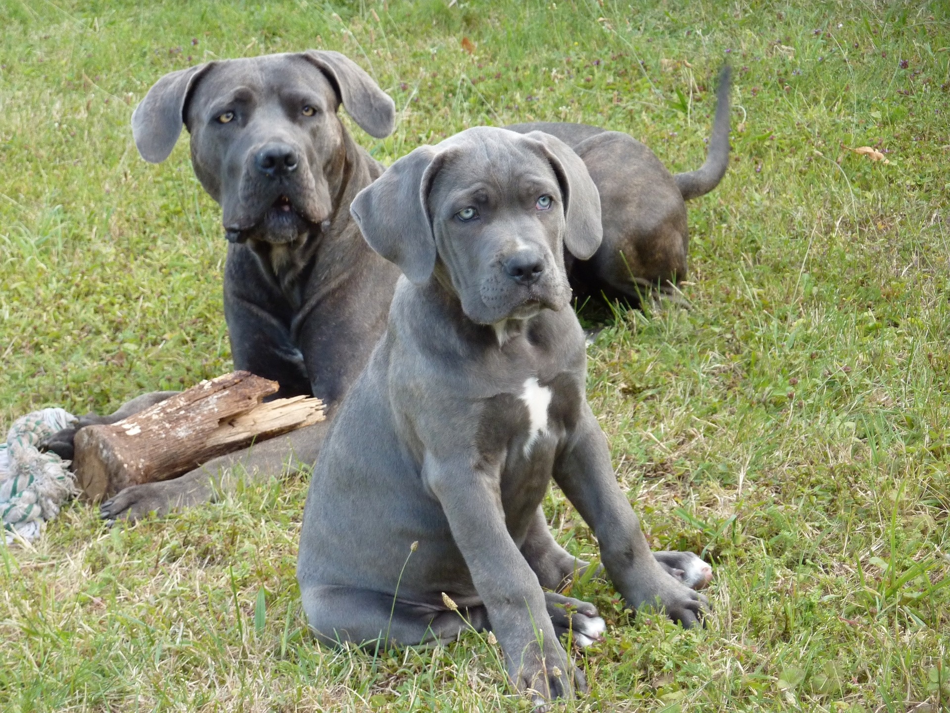 Dog Cane corso Big Free Photo - Cane Corso - HD Wallpaper 