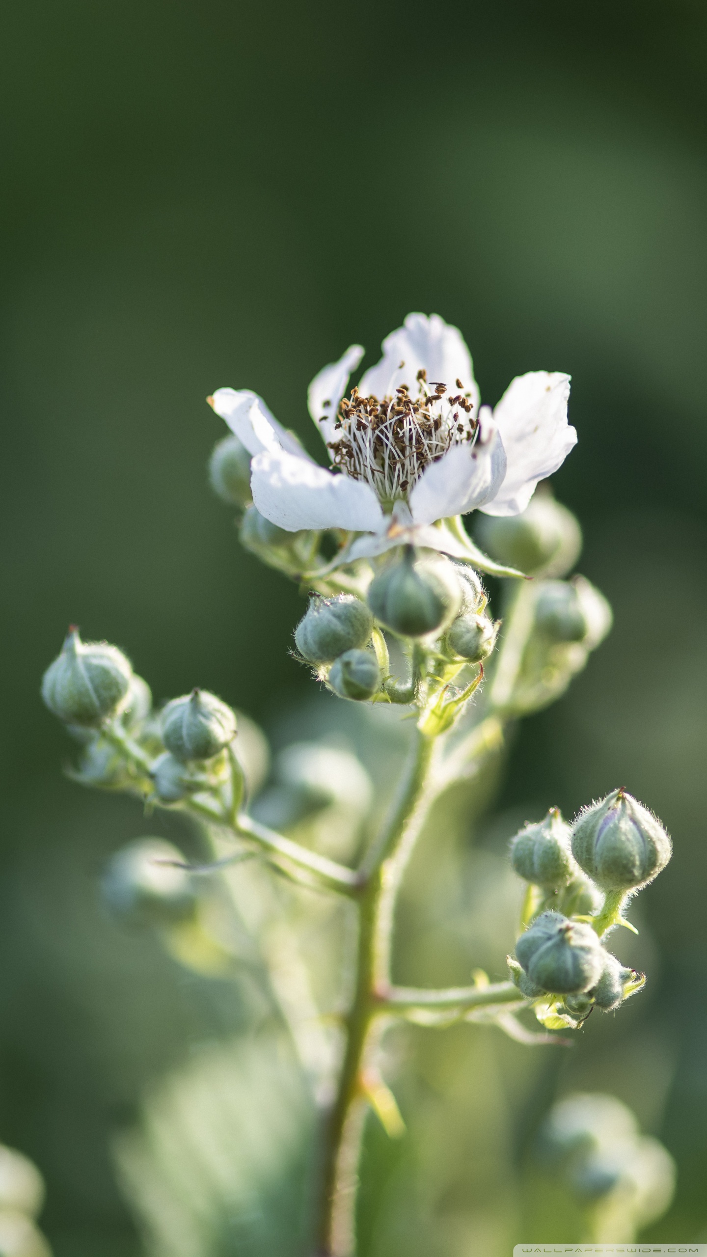 Bud Wallpaper - 1440x2560 Wallpaper - teahub.io