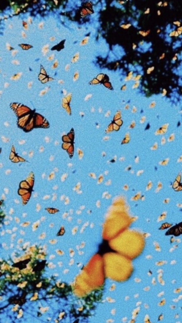 Monarch Butterfly Wallpaper Aesthetic - 618x1098 Wallpaper 