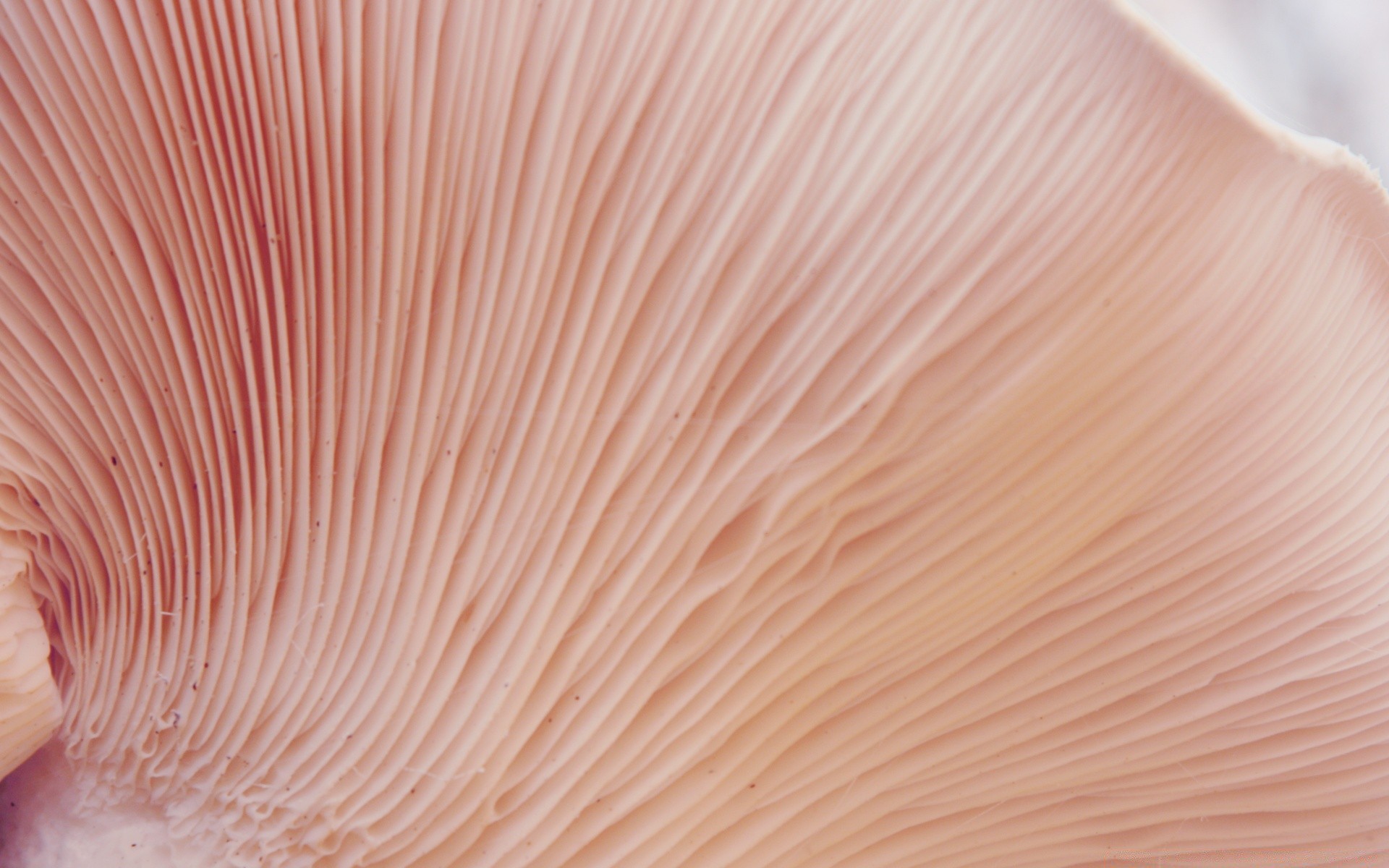 Fungi Backgrounds - 1024x576 Wallpaper - teahub.io