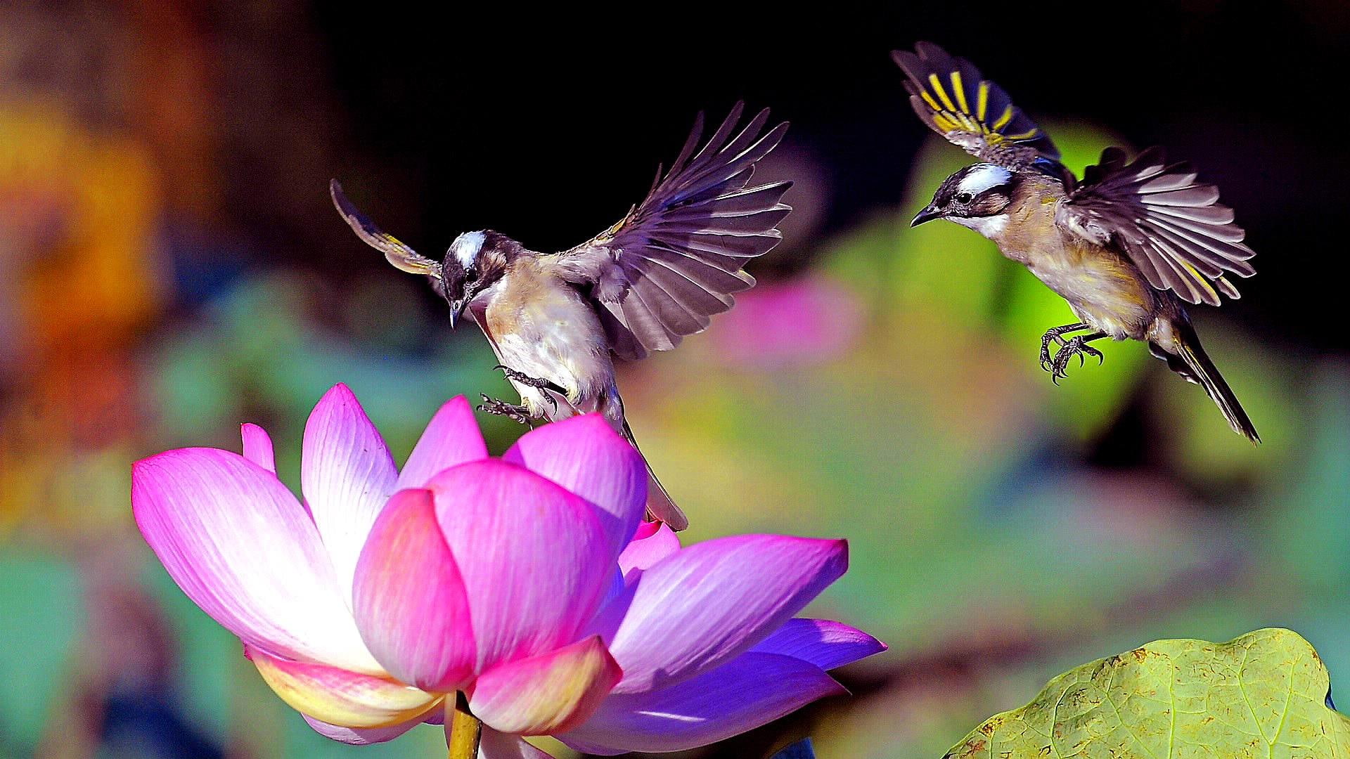 Lotus Flowers And Hummingbirds - 1920x1080 Wallpaper - teahub.io