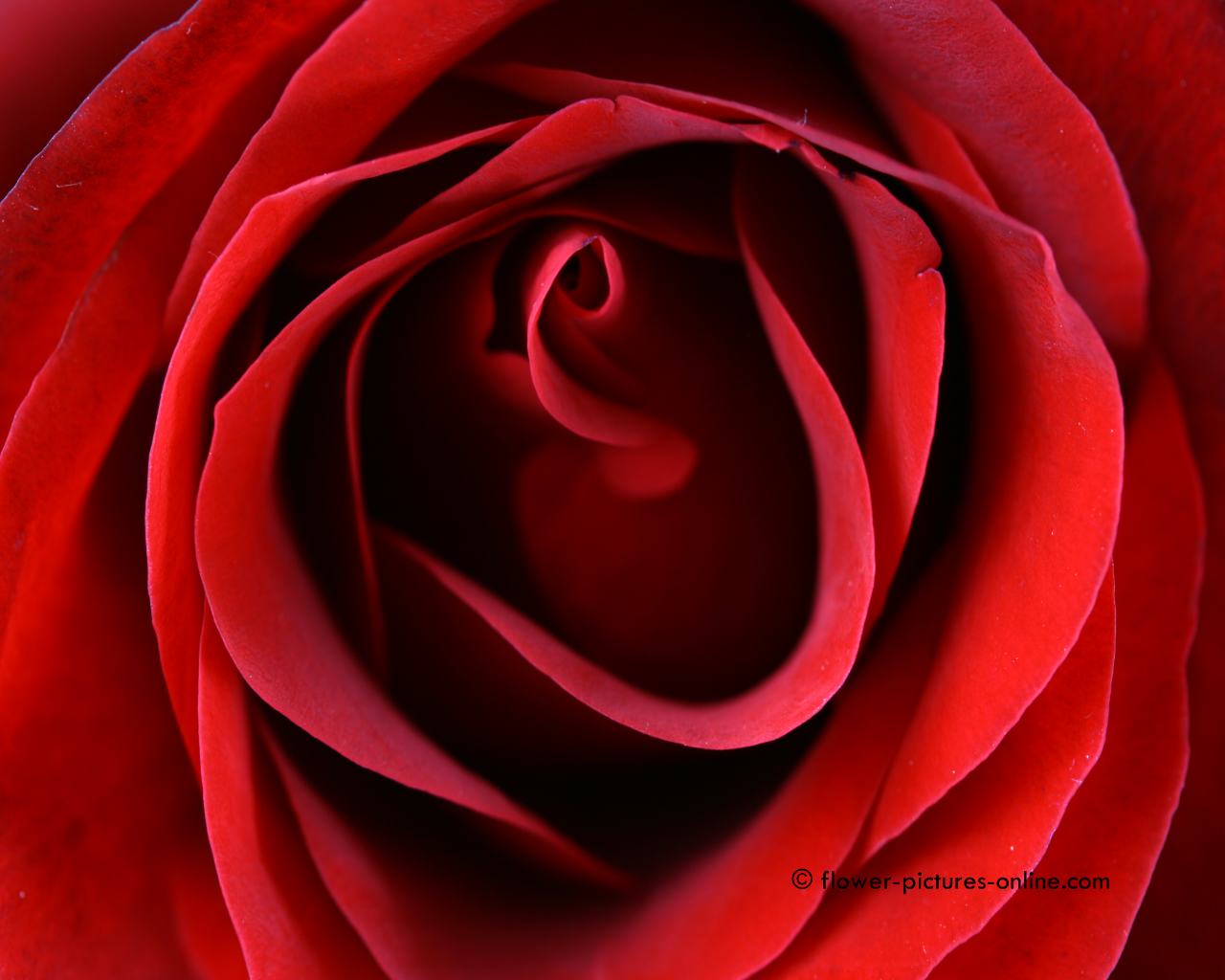 Red Rose Heart - 1280x1024 Wallpaper - teahub.io