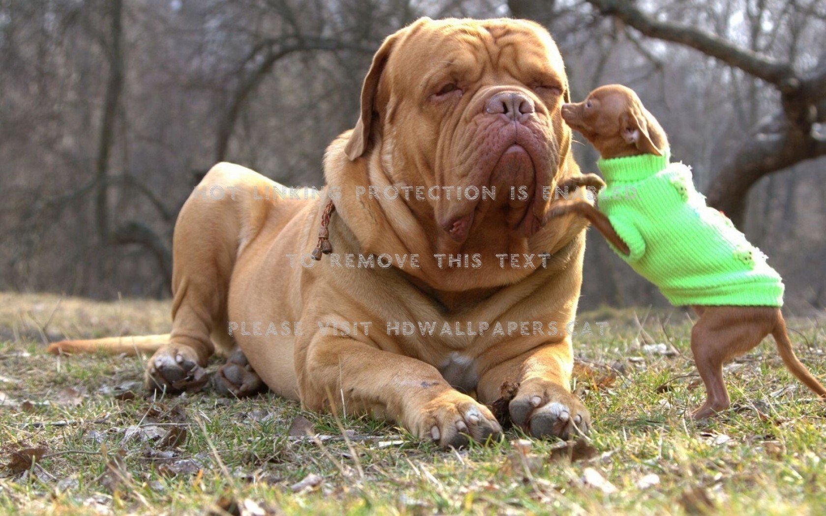 how long do french mastiffs grow