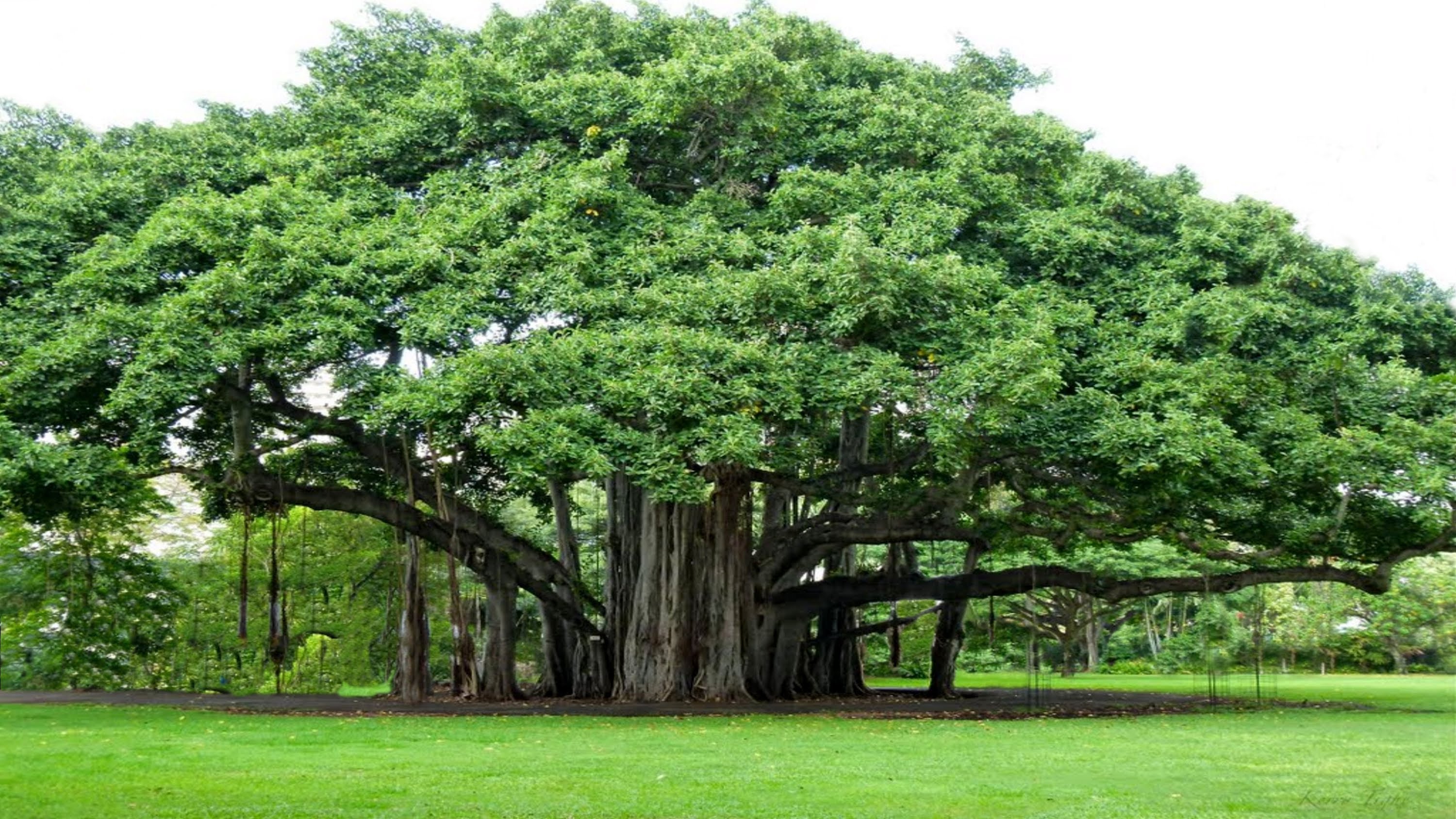 How To Speak Banyan Tree In English