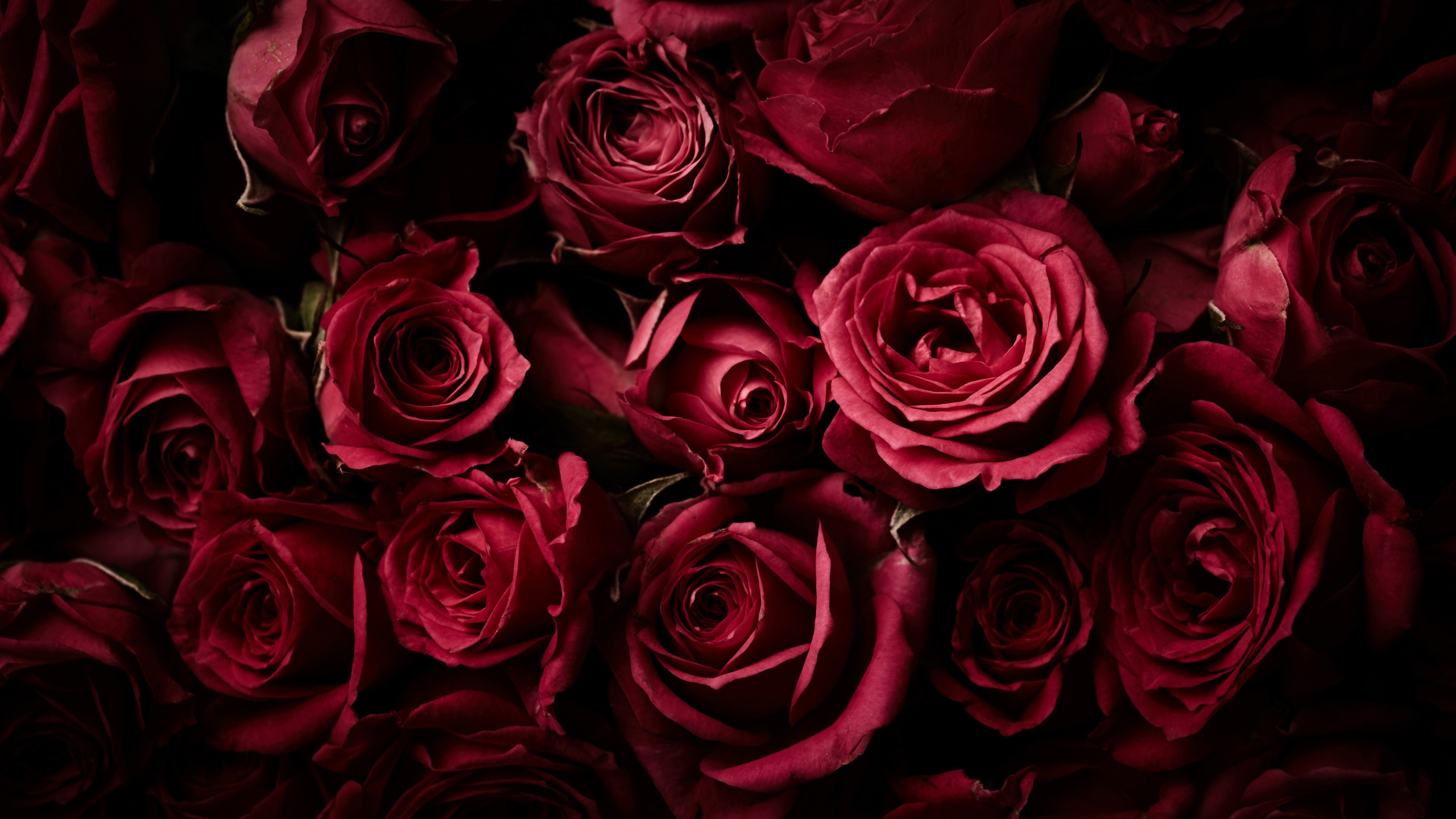Red Roses Black Background - 2560x1440 Wallpaper 
