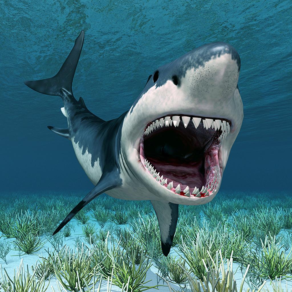 shark with mouth open