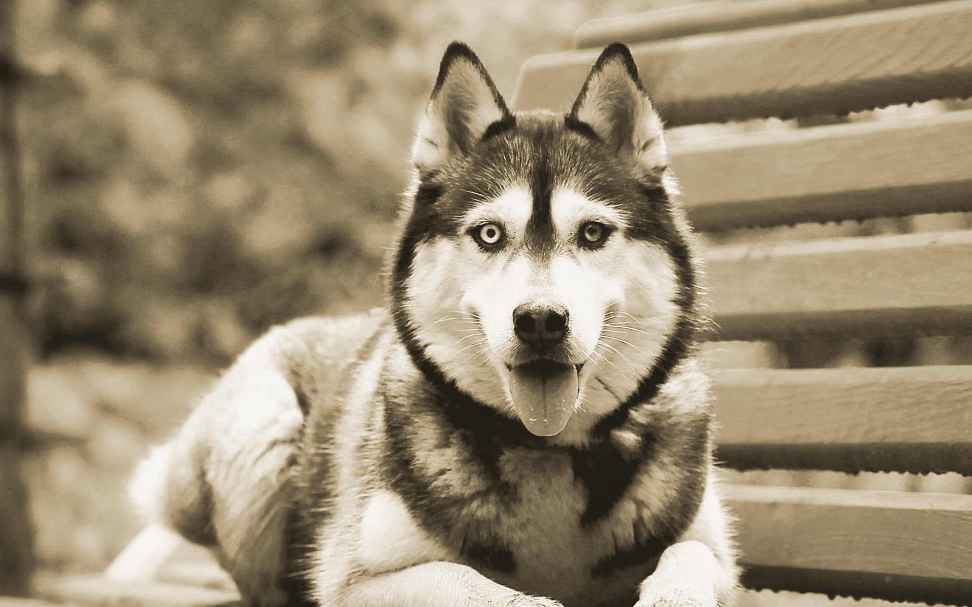 Download Siberian Husky Wallpaper Hd - Teahub.io