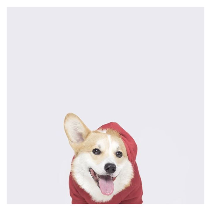 High Resolution Corgi Wallpaper Iphone - aoestilodethais