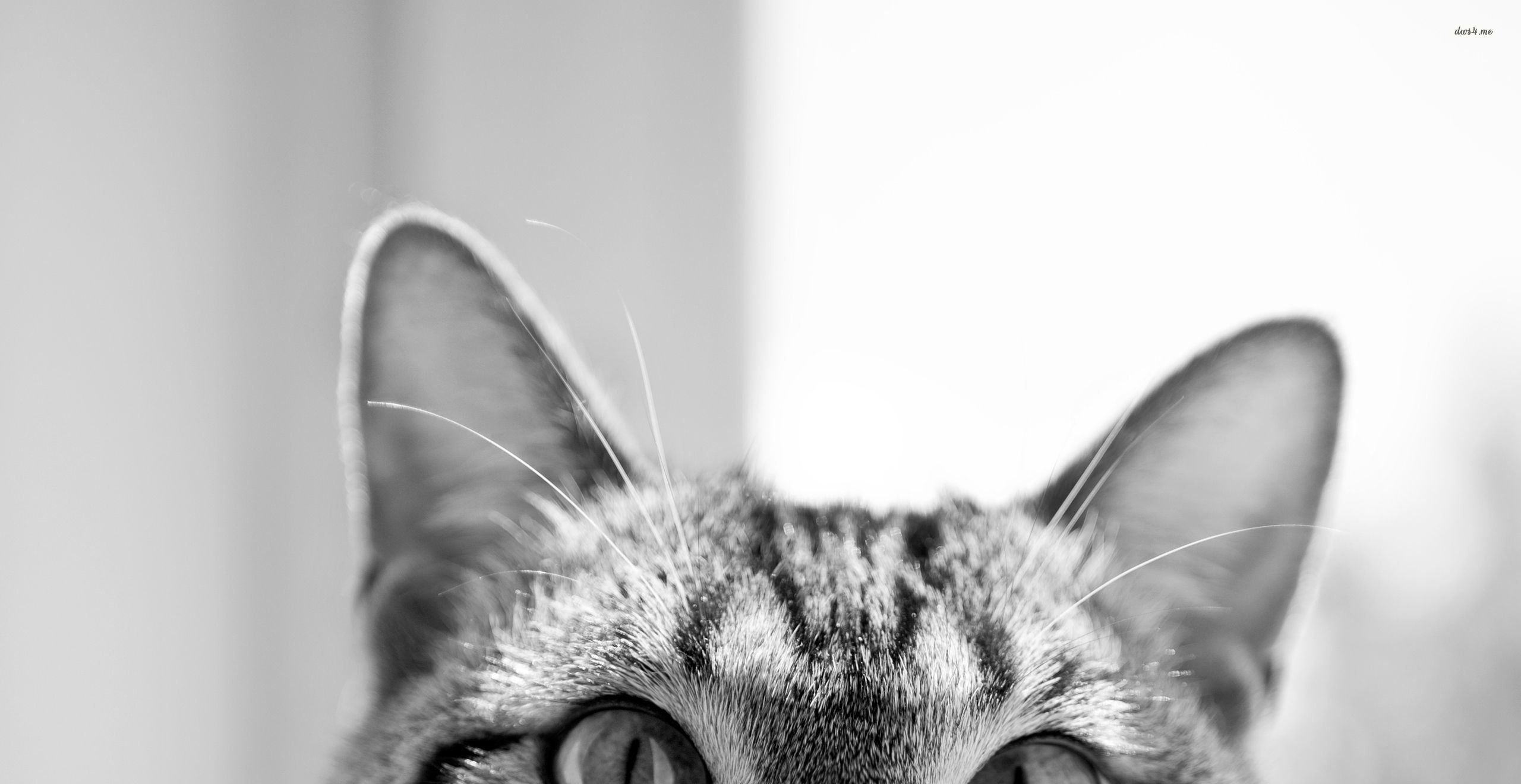 Download Hipster Cat Wallpaper Tumblr - Cat Aesthetic Wallpaper Desktop ...