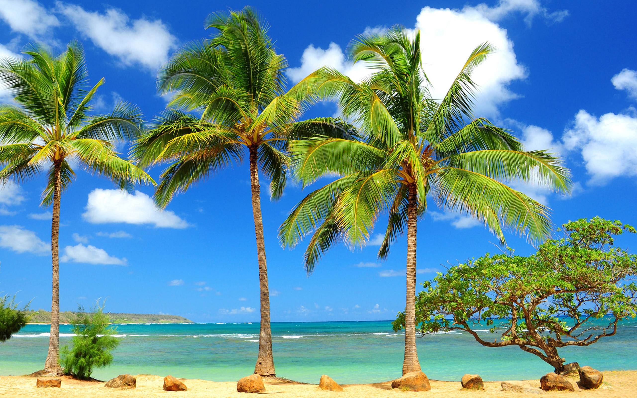 Download Beach Palm Tree Hd Wallpapers Free Download - Hawaii Beach ...