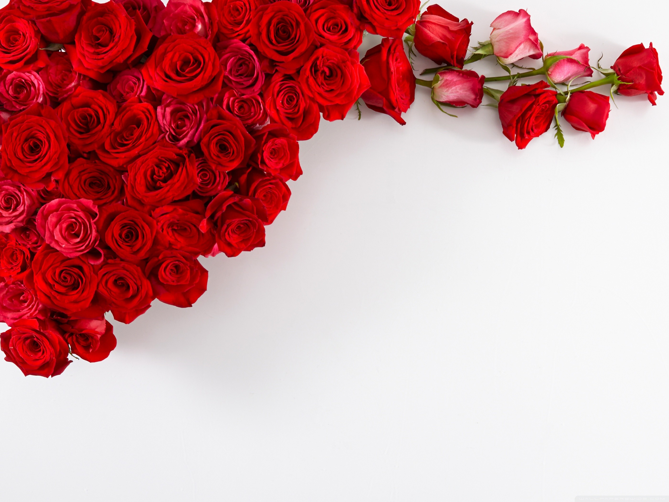 Standard Data Src Beautiful Red Roses Wallpaper For - High Resolution Red  Rose Background - 2800x2100 Wallpaper 