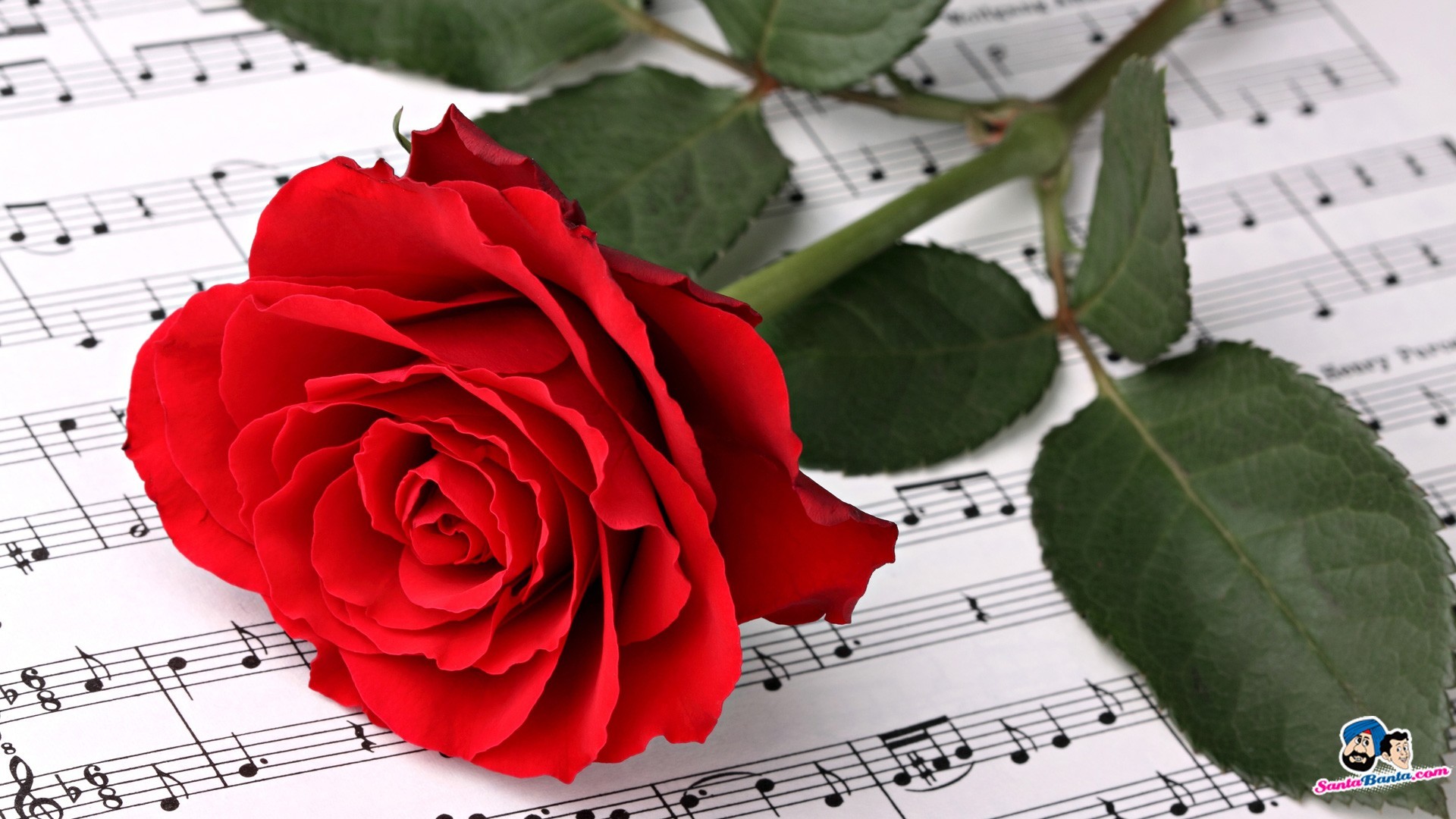 Roses Love Valentine Red Rose Flower Wallpapers Free - Red Rose Single Pic Hd - HD Wallpaper 