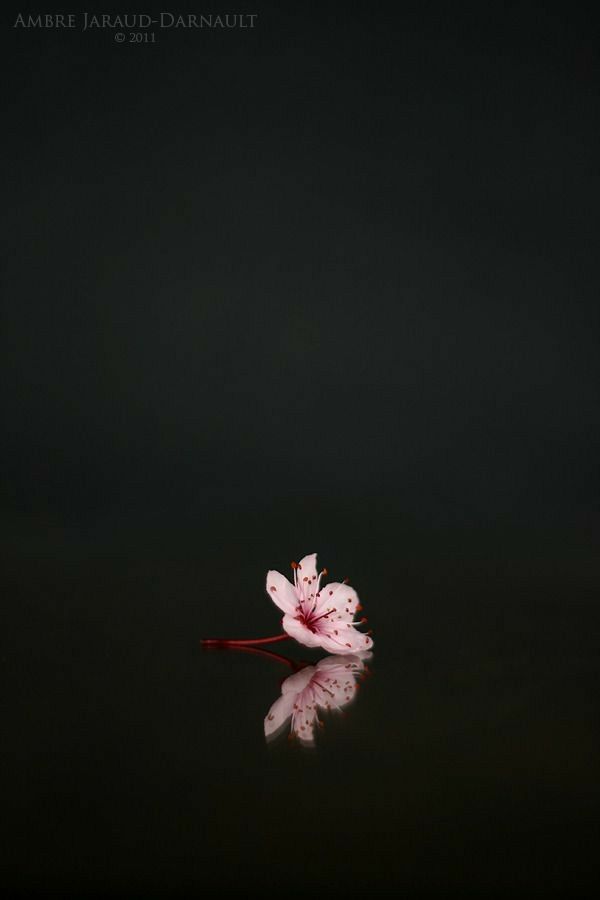 Image Hosted By Nypediawp - Small Flower In Black Background - 600x900  Wallpaper 