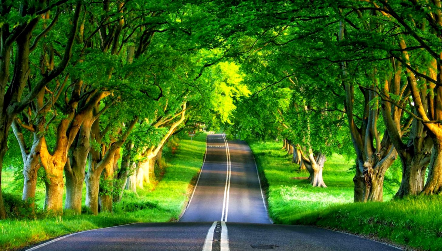 Attractive Natural Scene Hd Wallpaper Imgur - Road Covered With Trees