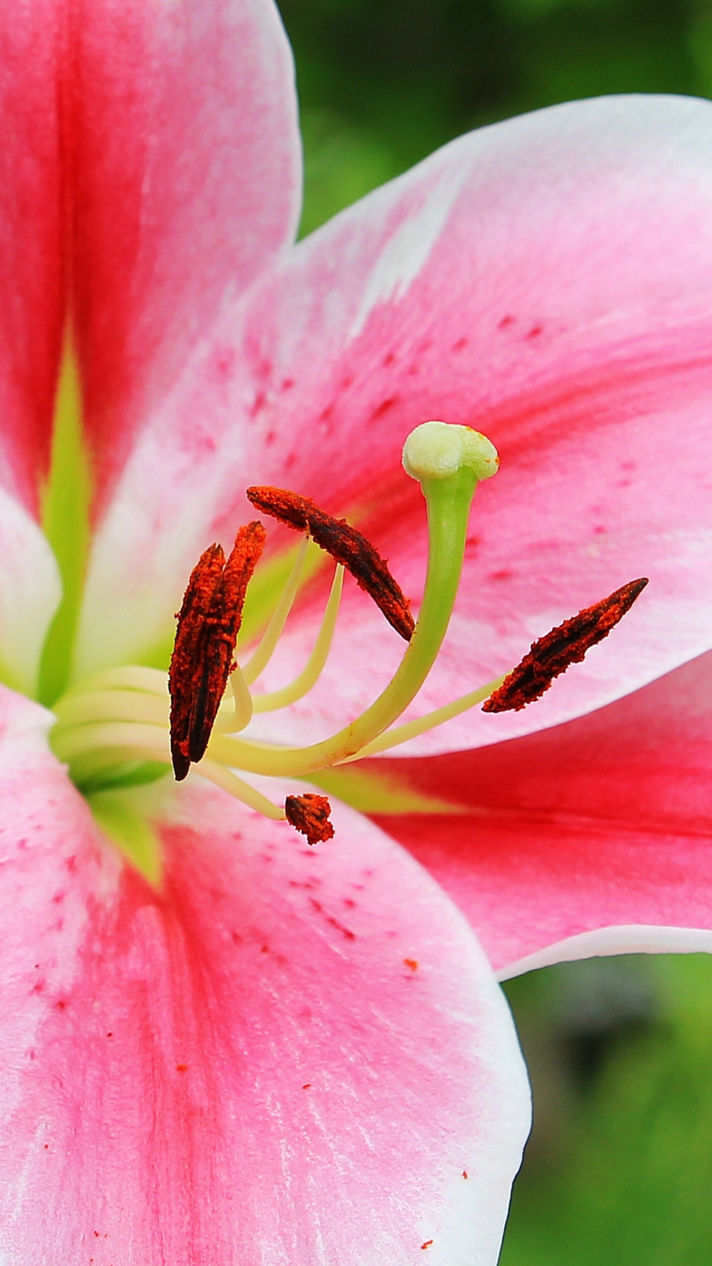 Pink & White Lily - 1440x2560 Wallpaper - teahub.io