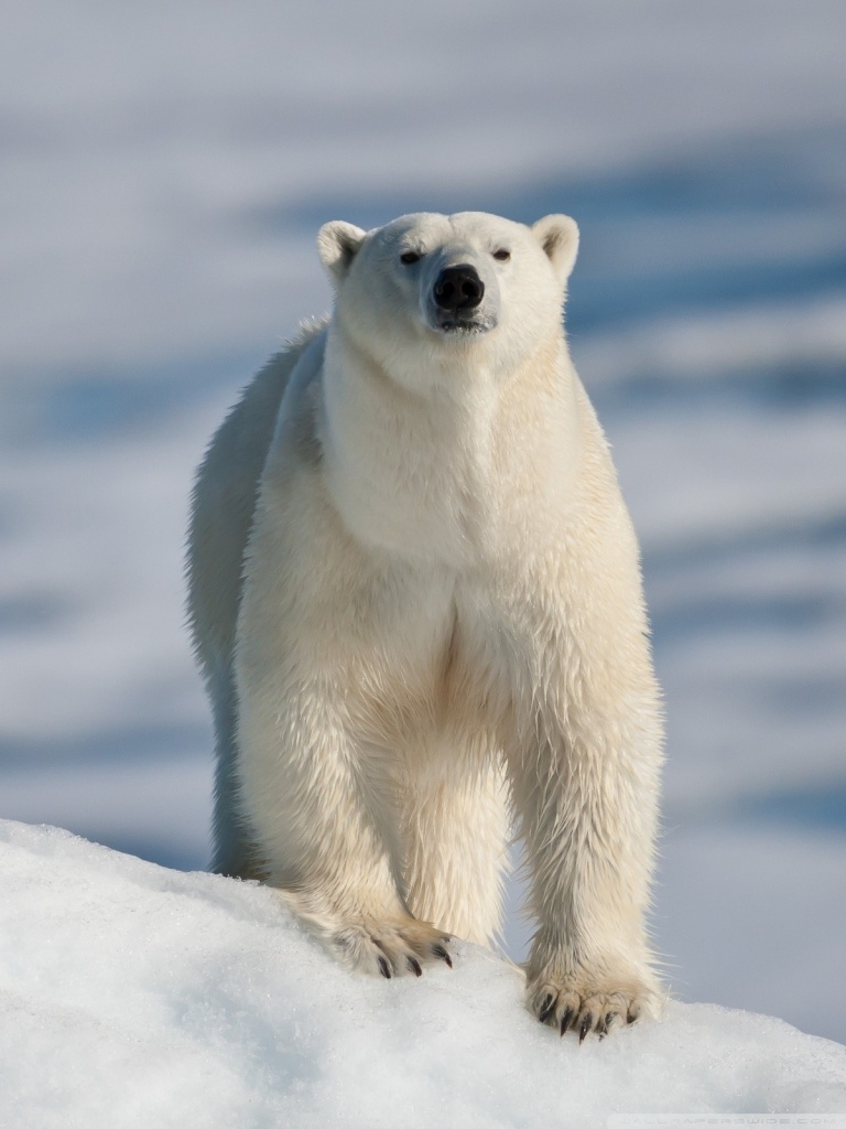 Download Polar Bear Wallpaper Iphone - Teahub.io