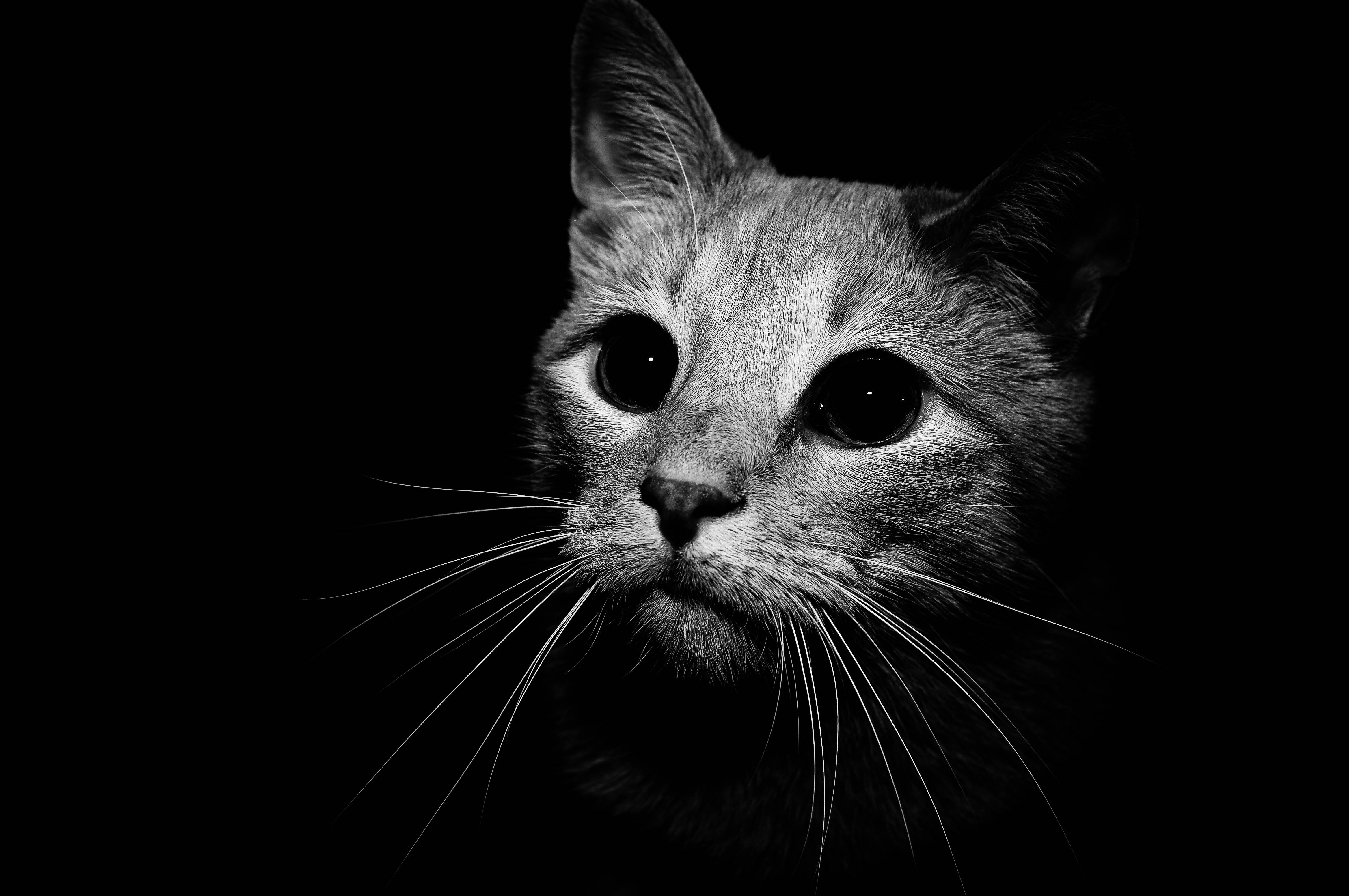 Black Cat Wallpapers - 4672x3104 Wallpaper - teahub.io