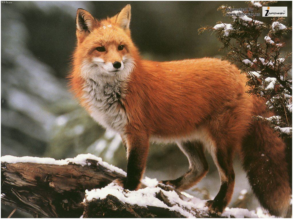 Red Fox - HD Wallpaper 
