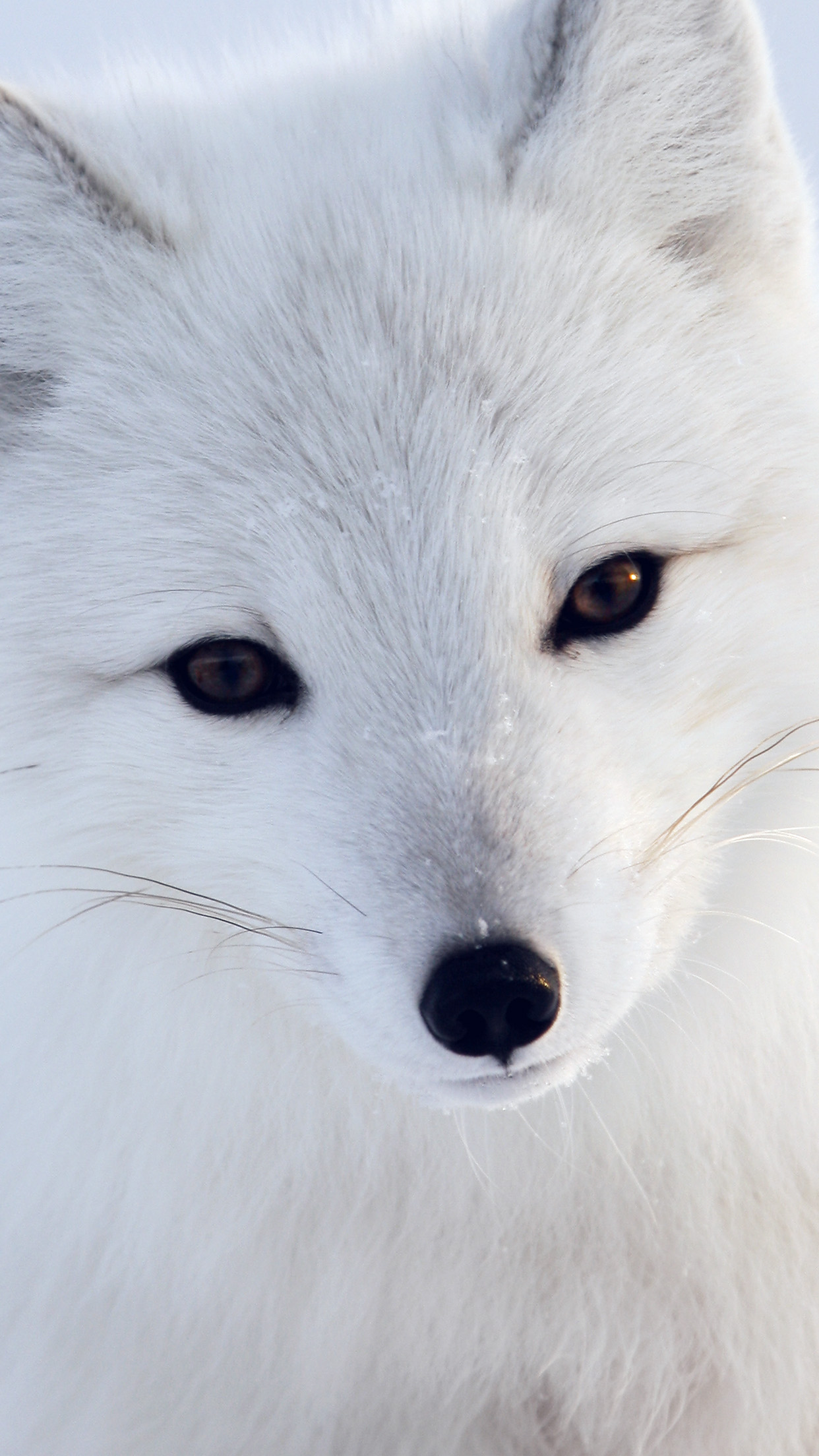 Artic Fox White Animal Cute Android Wallpaper - HD Wallpaper 