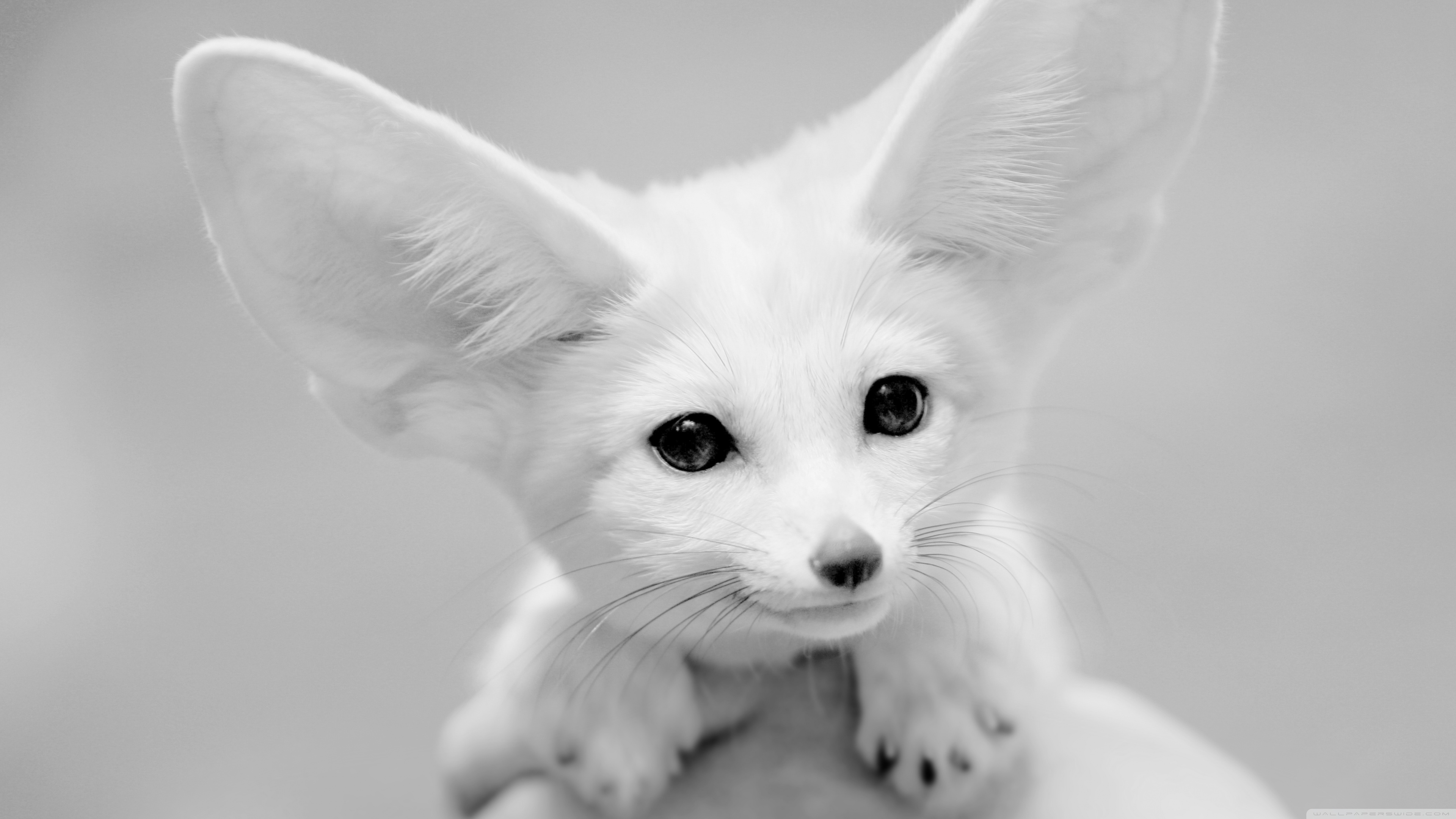 Download 4k Fennec Fox Wallpaper For Desktop And Mobile Phones - Full ...