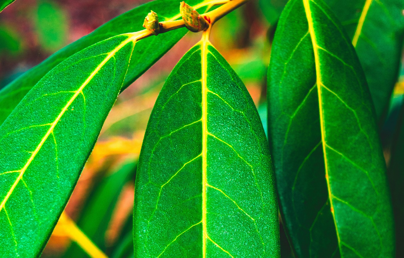 Photo Wallpaper Green, Nature, Leaves, Macro, Blur, - Green Leaves Hd -  1332x850 Wallpaper 