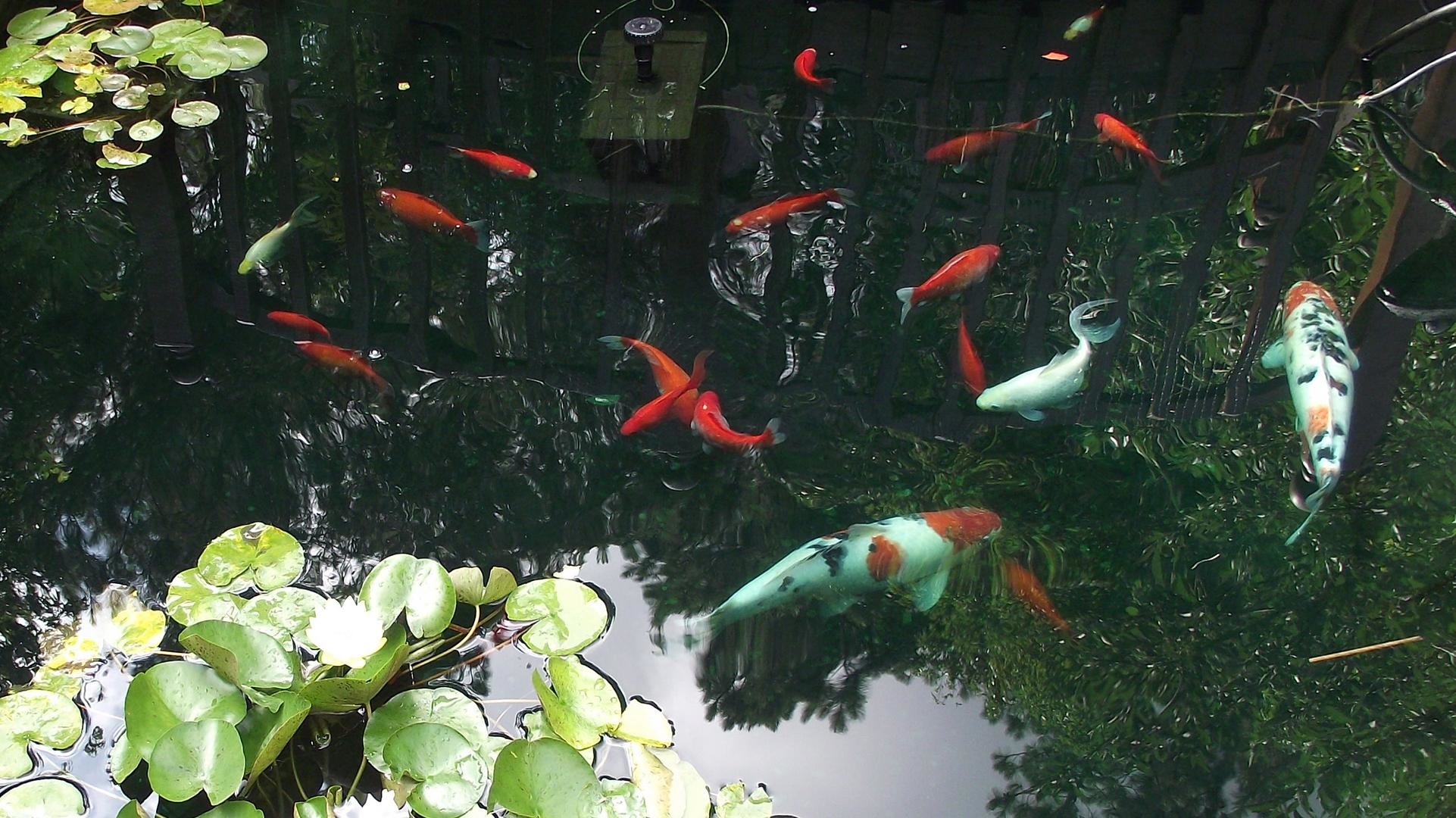 Koi Fish Pond Wallpaper Hd 
 Data-src /w/full/5/4/1/524803 - Koi Pond Desktop - HD Wallpaper 