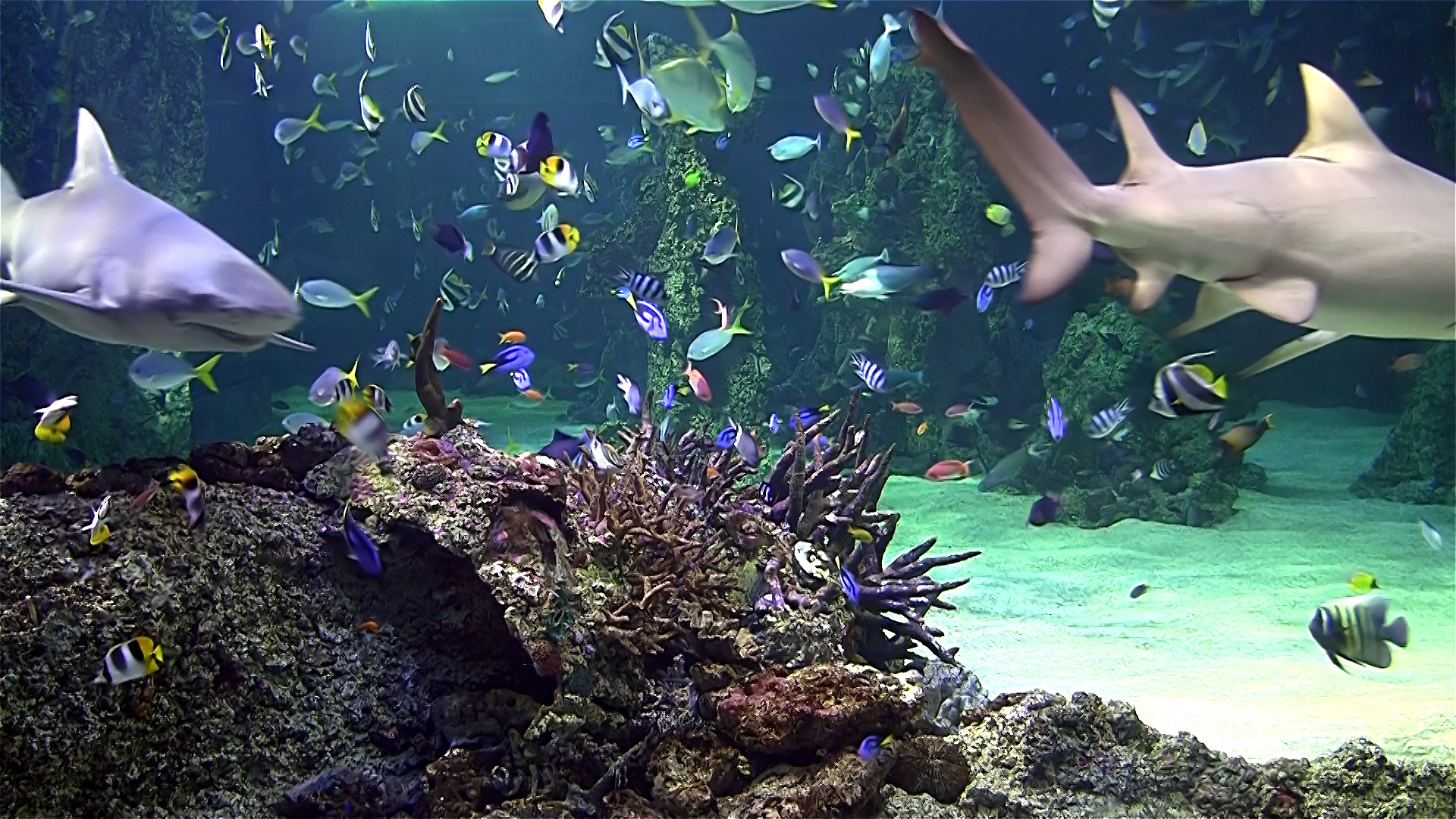 dream aquarium 3d screensaver