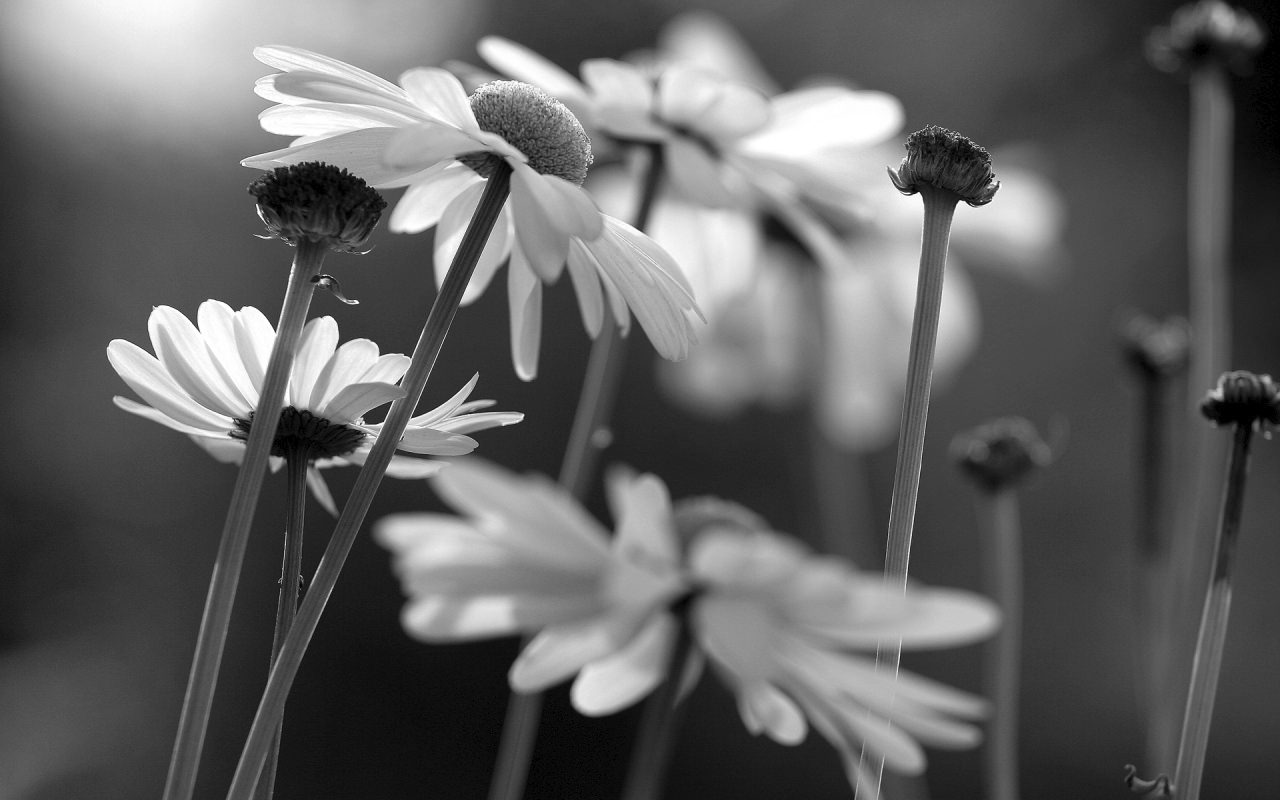 Black And White Flower Background - Boynu Bukuk Solmuş Papatya - 1280x800  Wallpaper 