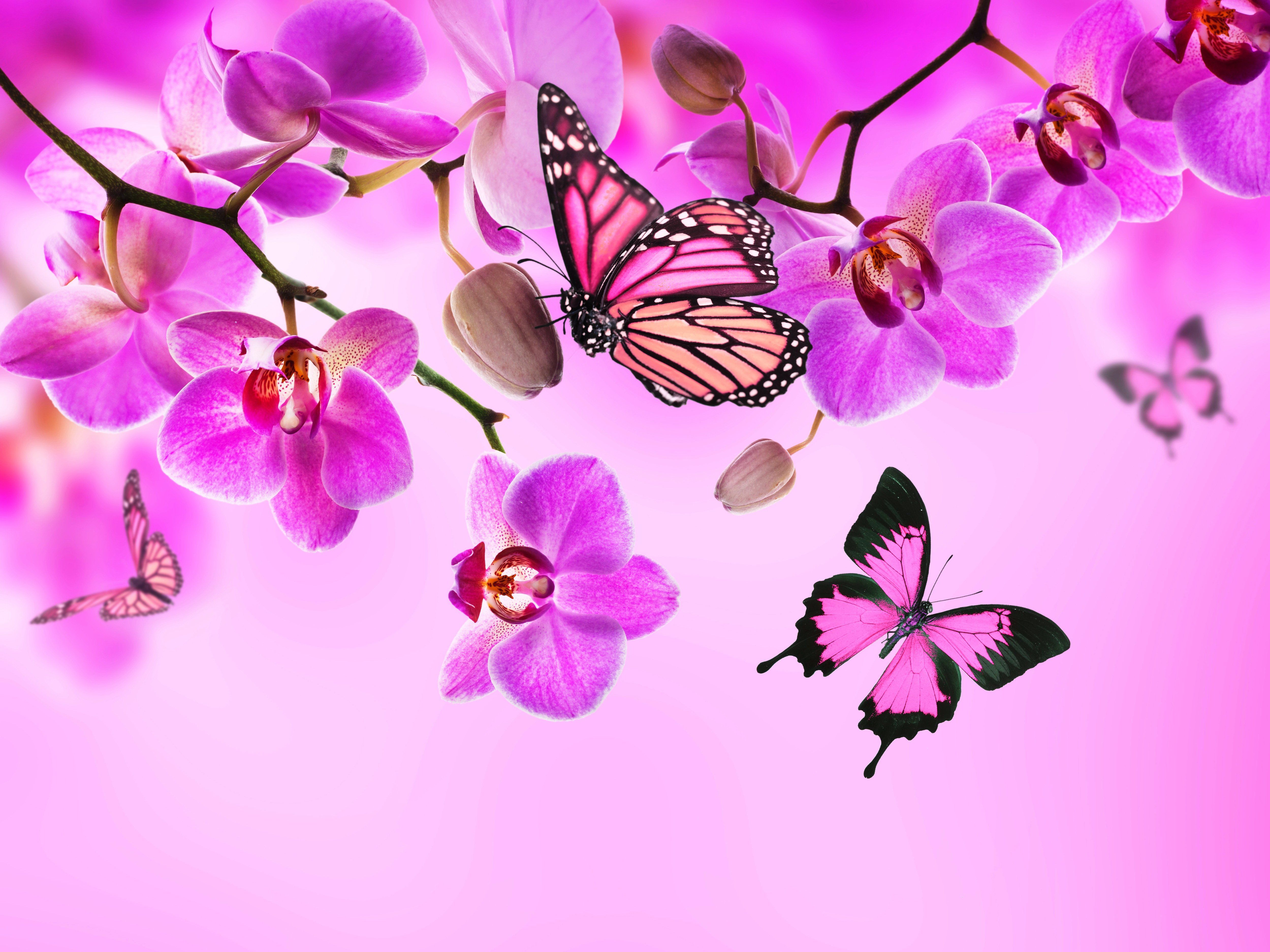 Download Pink Butterflies And Flowers 5000x3750 Wallpaper Teahub Io